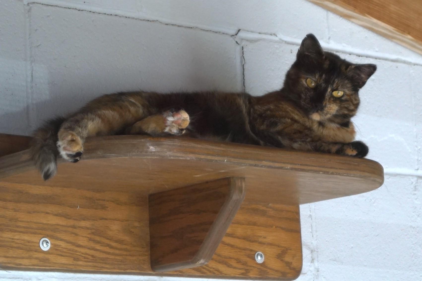 Trazia, a Adoptable Torbie in New Milford, CT image 5/6