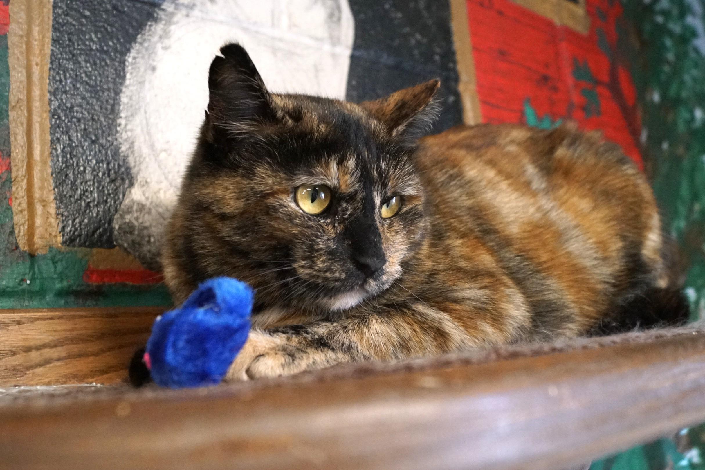 Trazia, a Adoptable Torbie in New Milford, CT image 4/6