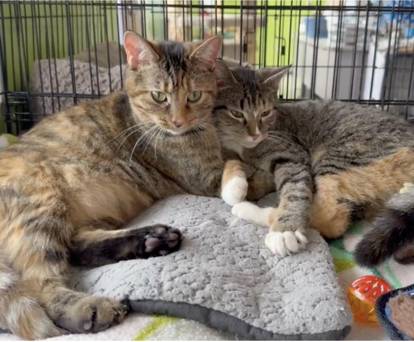 Enlarge Morning Dew, an adoptable Domestic Short Hair in Richmond, KY image 3/6