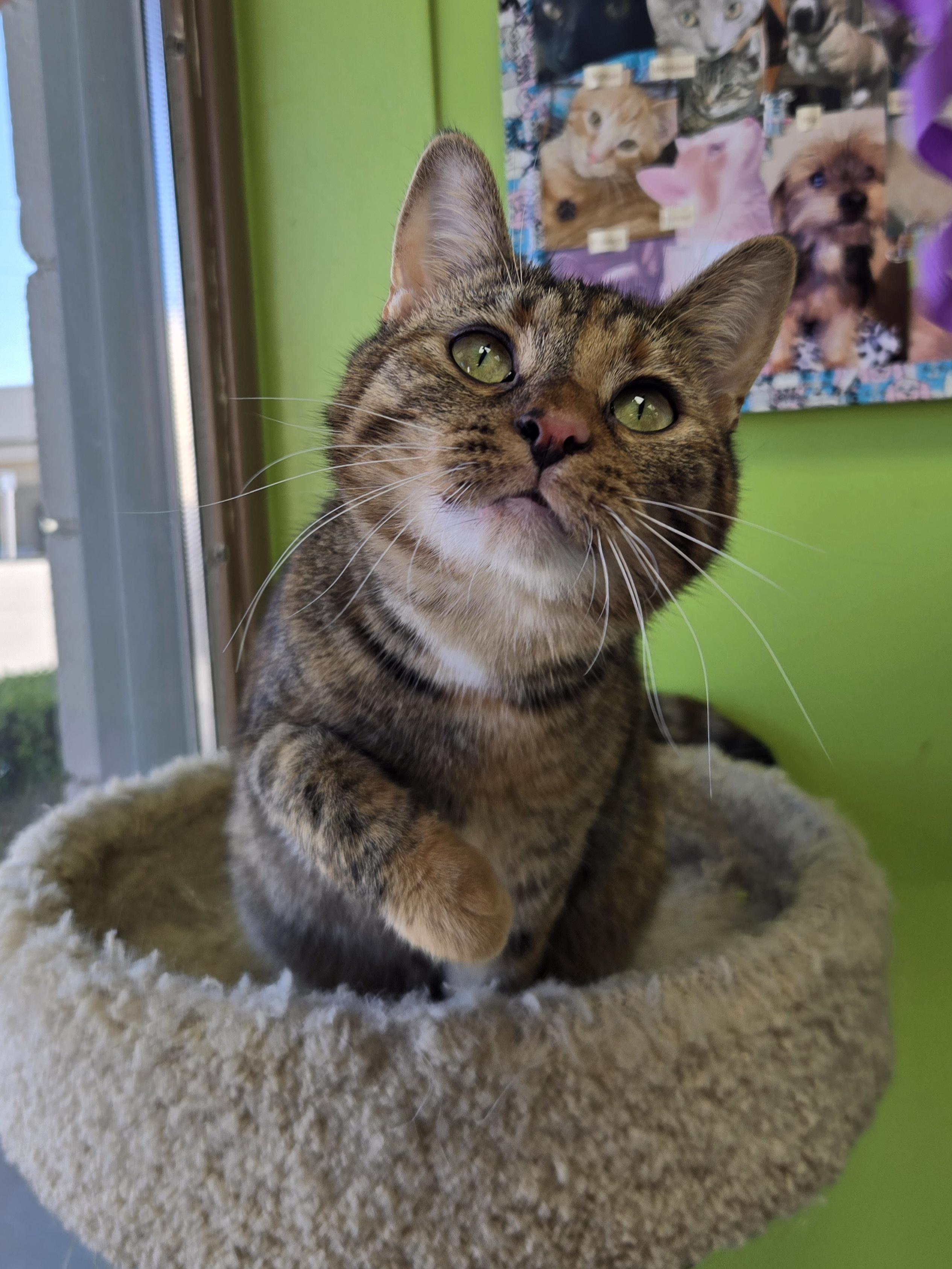 Morning Dew, adoptable, Kitten Female Domestic Short Hair.