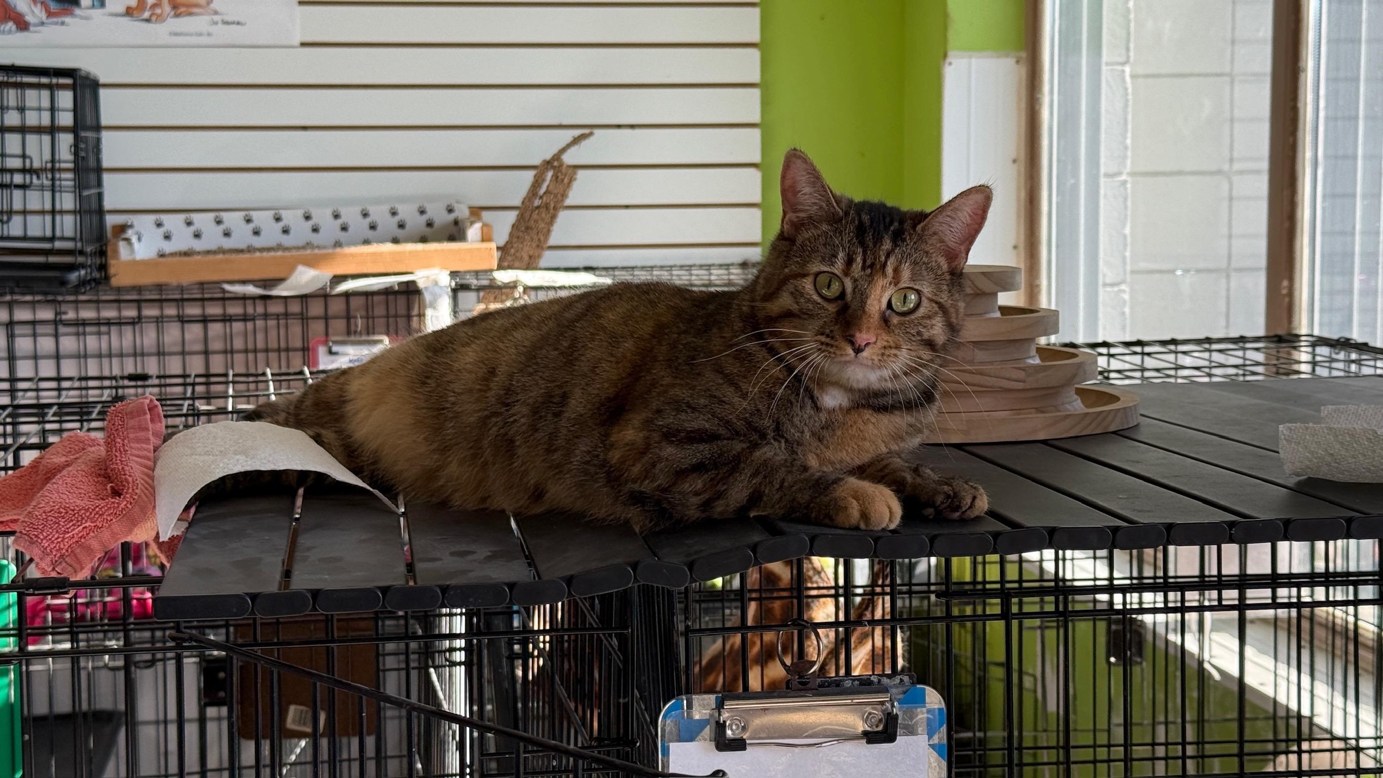 Enlarge Morning Dew, an adoptable Domestic Short Hair in Richmond, KY image 6/6