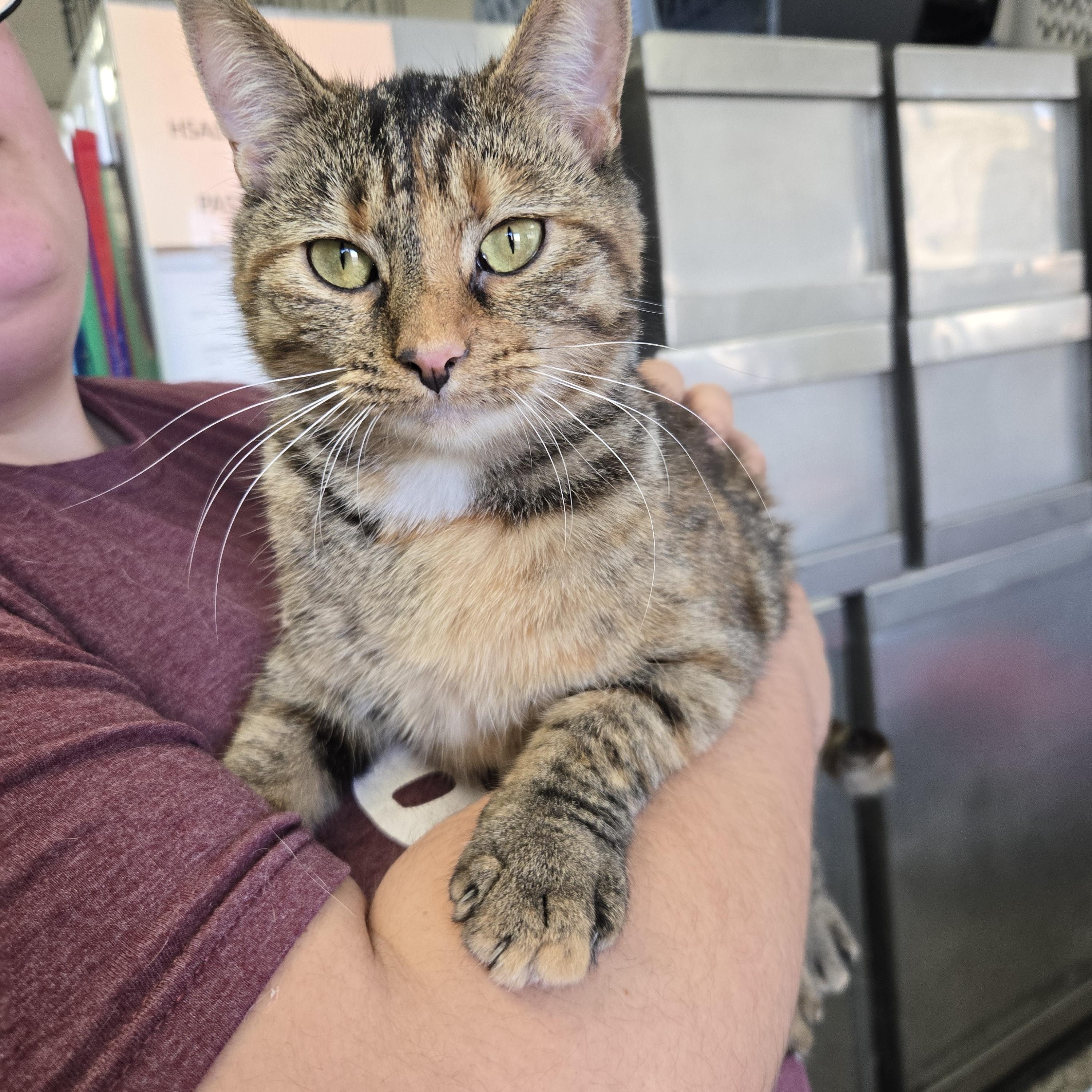 Enlarge Morning Dew, an adoptable Domestic Short Hair in Richmond, KY image 2/6