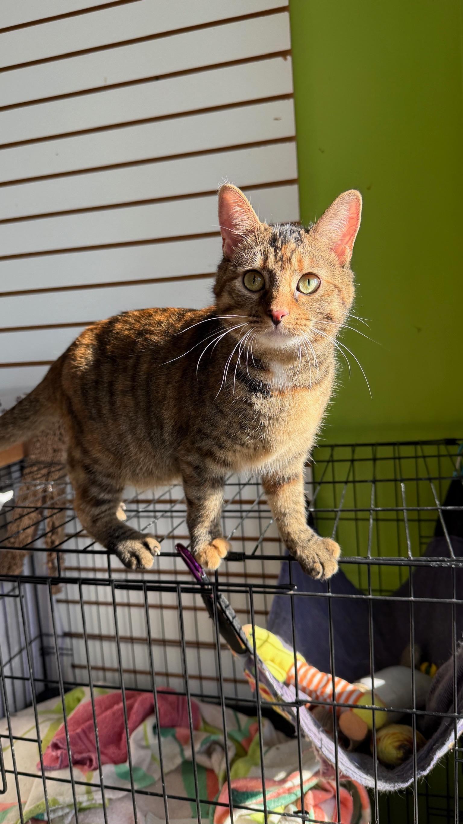 Enlarge Morning Dew, an adoptable Domestic Short Hair in Richmond, KY image 5/6