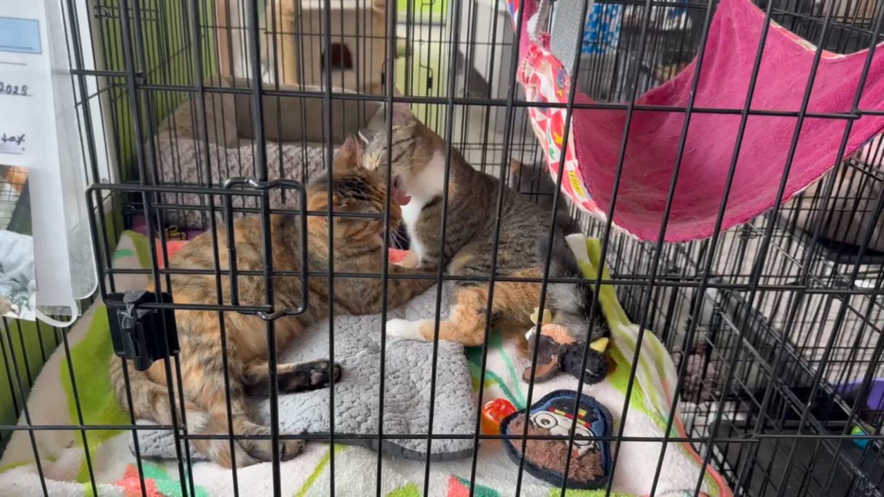 Enlarge Morning Dew, an adoptable Domestic Short Hair in Richmond, KY video 4/6