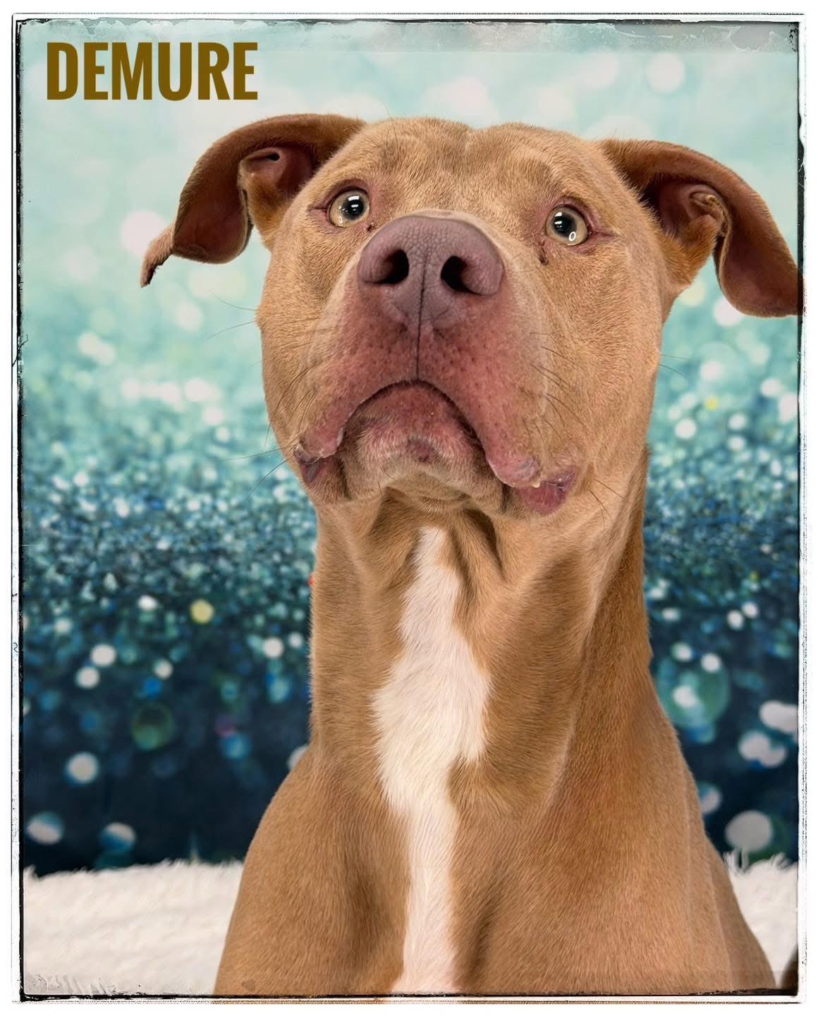 Demure, ADOPTABLE, Adult Male Mixed Breed.