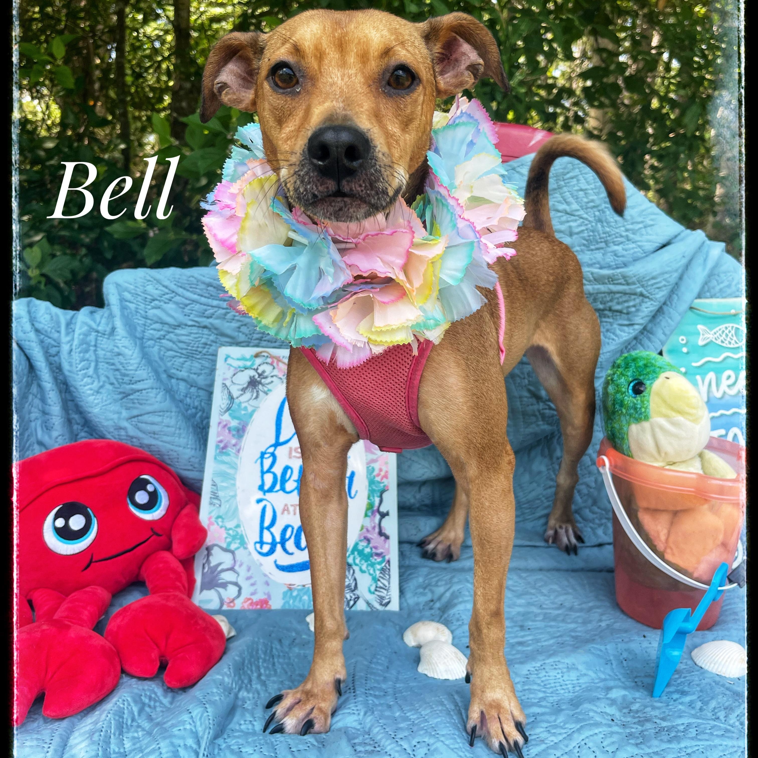 Bell, Young Female Black Mouth Cur