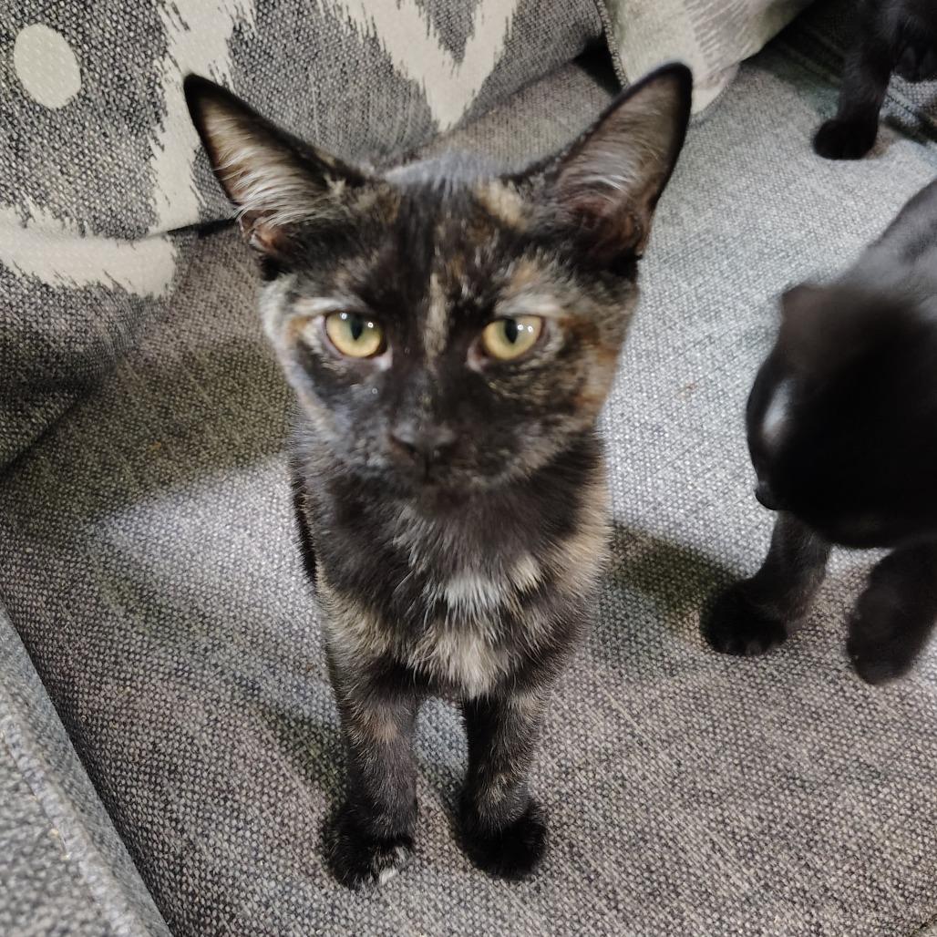 Collett, a Adoptable Domestic Short Hair in Wilmington, NC image 2/6