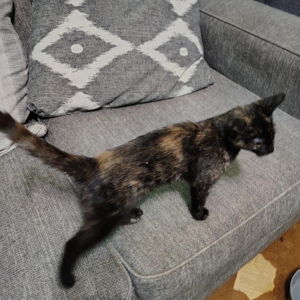 Collett, a Adoptable Domestic Short Hair in Wilmington, NC image 3/6