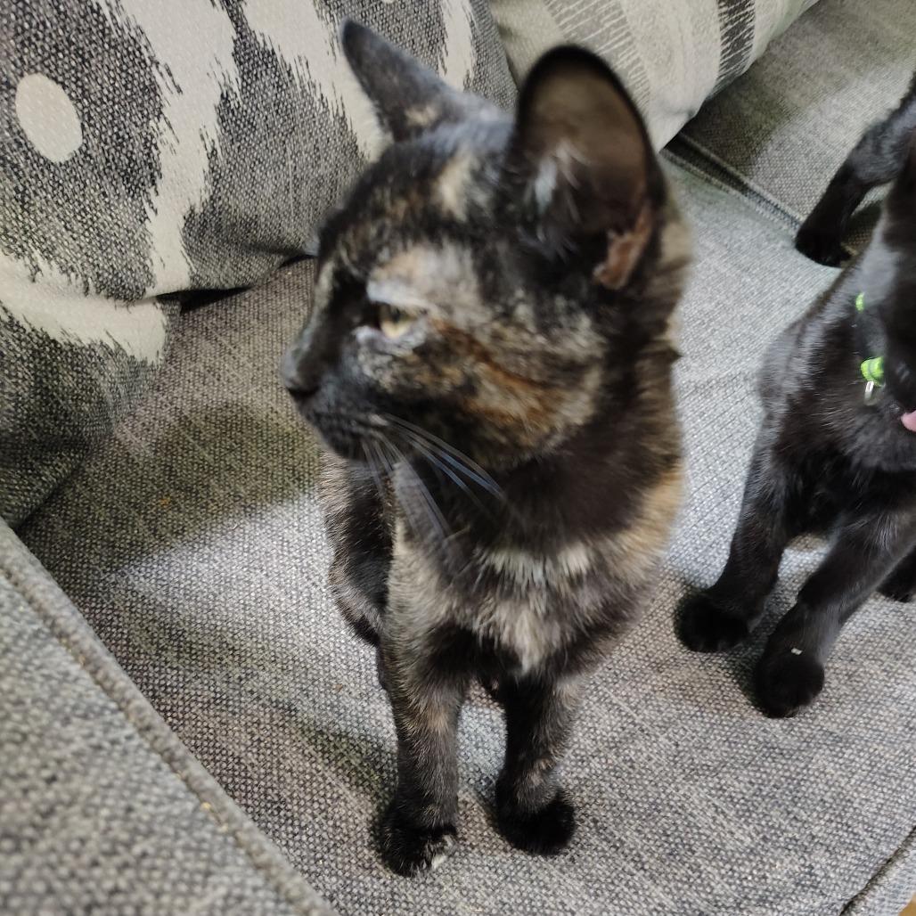 Collett, a Adoptable Domestic Short Hair in Wilmington, NC image 5/6