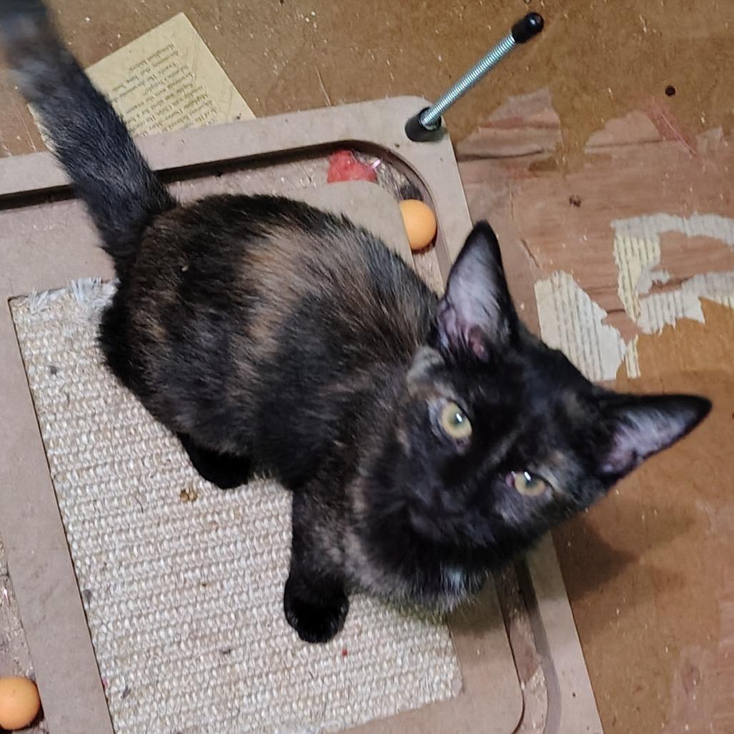 Collett, Adoptable, Young Female Domestic Short Hair.