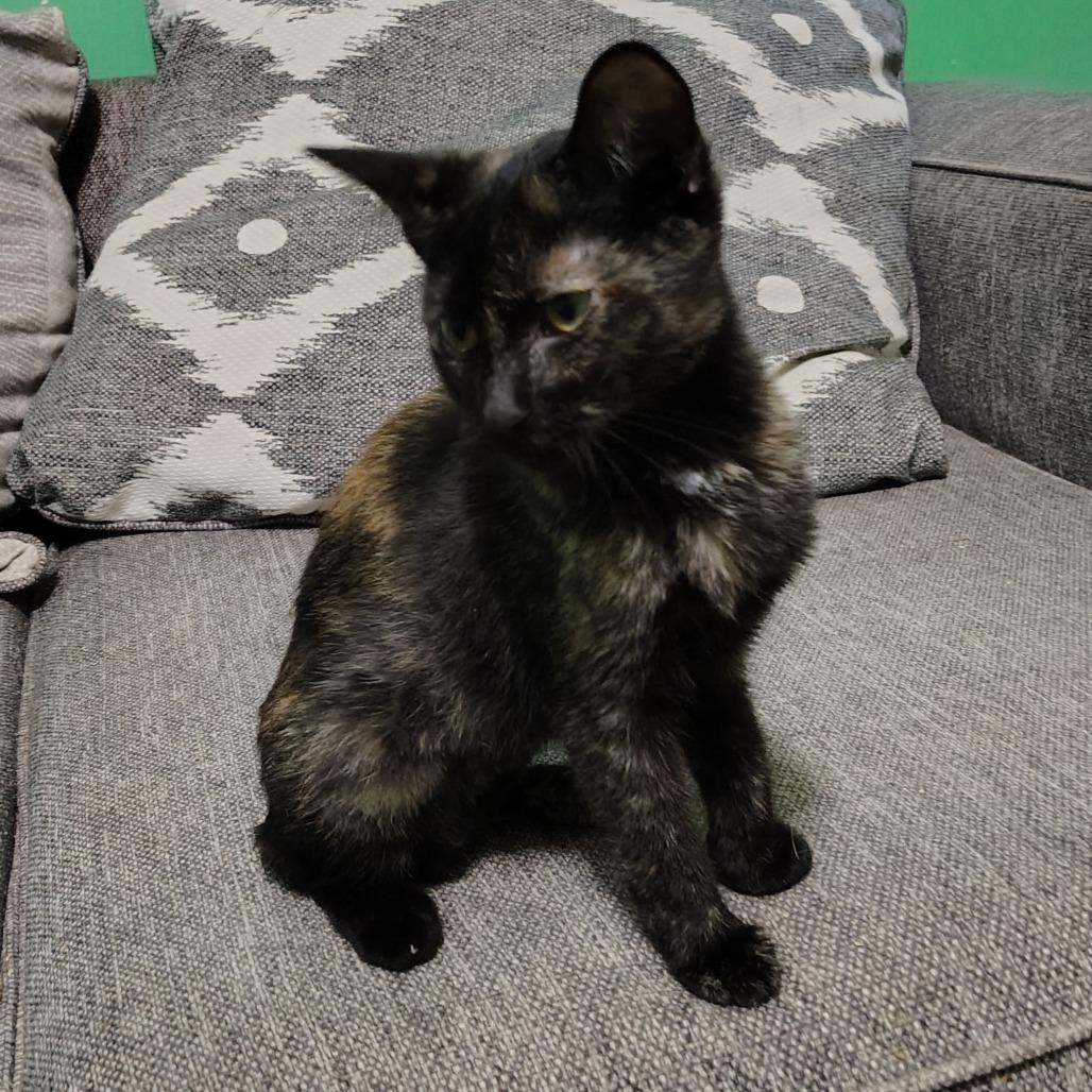 Collett, a Adoptable Domestic Short Hair in Wilmington, NC image 6/6