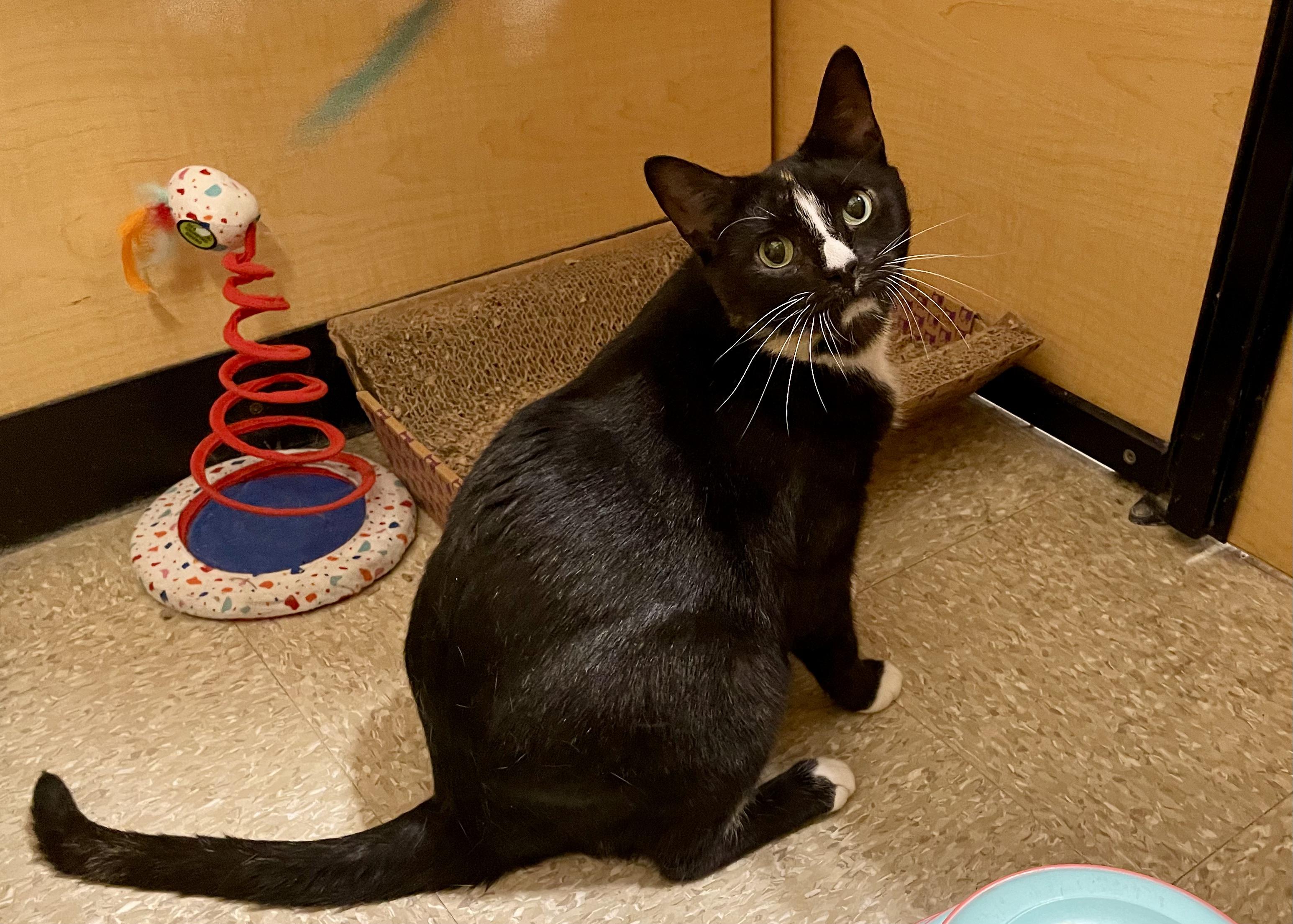 Venezia, ADOPTABLE, Young Female Domestic Short Hair.
