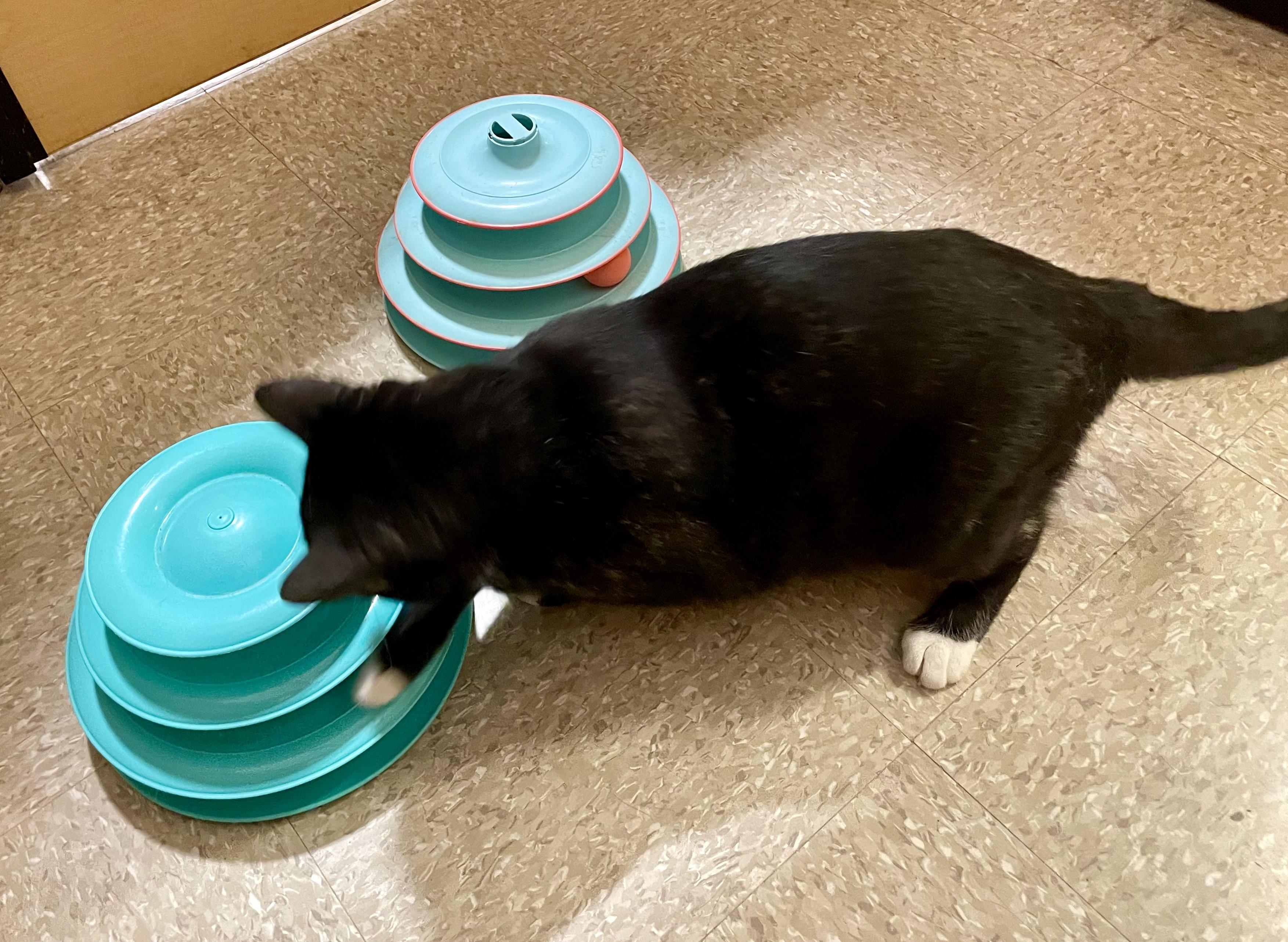 Enlarge Venezia, a ADOPTABLE mixed breed in Glenmont, NY image 3/6