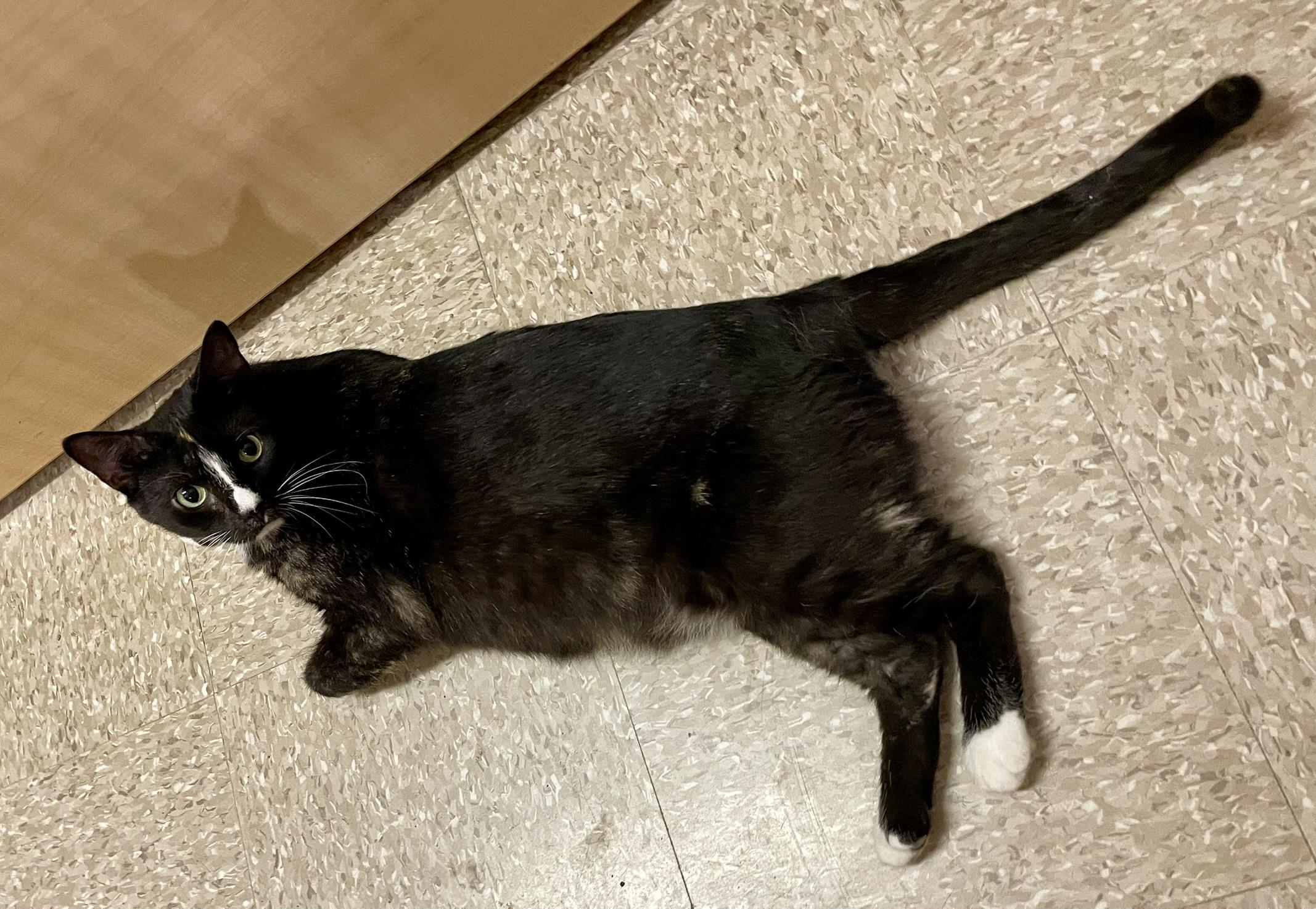 Enlarge Venezia, a ADOPTABLE mixed breed in Glenmont, NY image 5/6