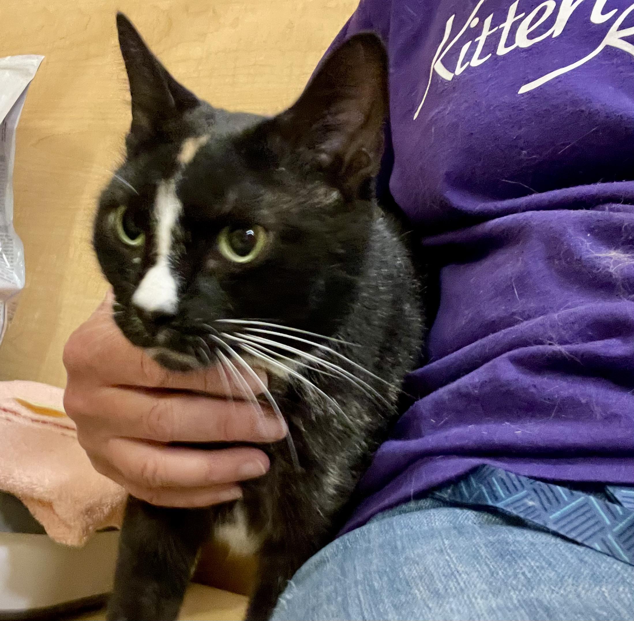 Enlarge Venezia, a ADOPTABLE mixed breed in Glenmont, NY image 2/6