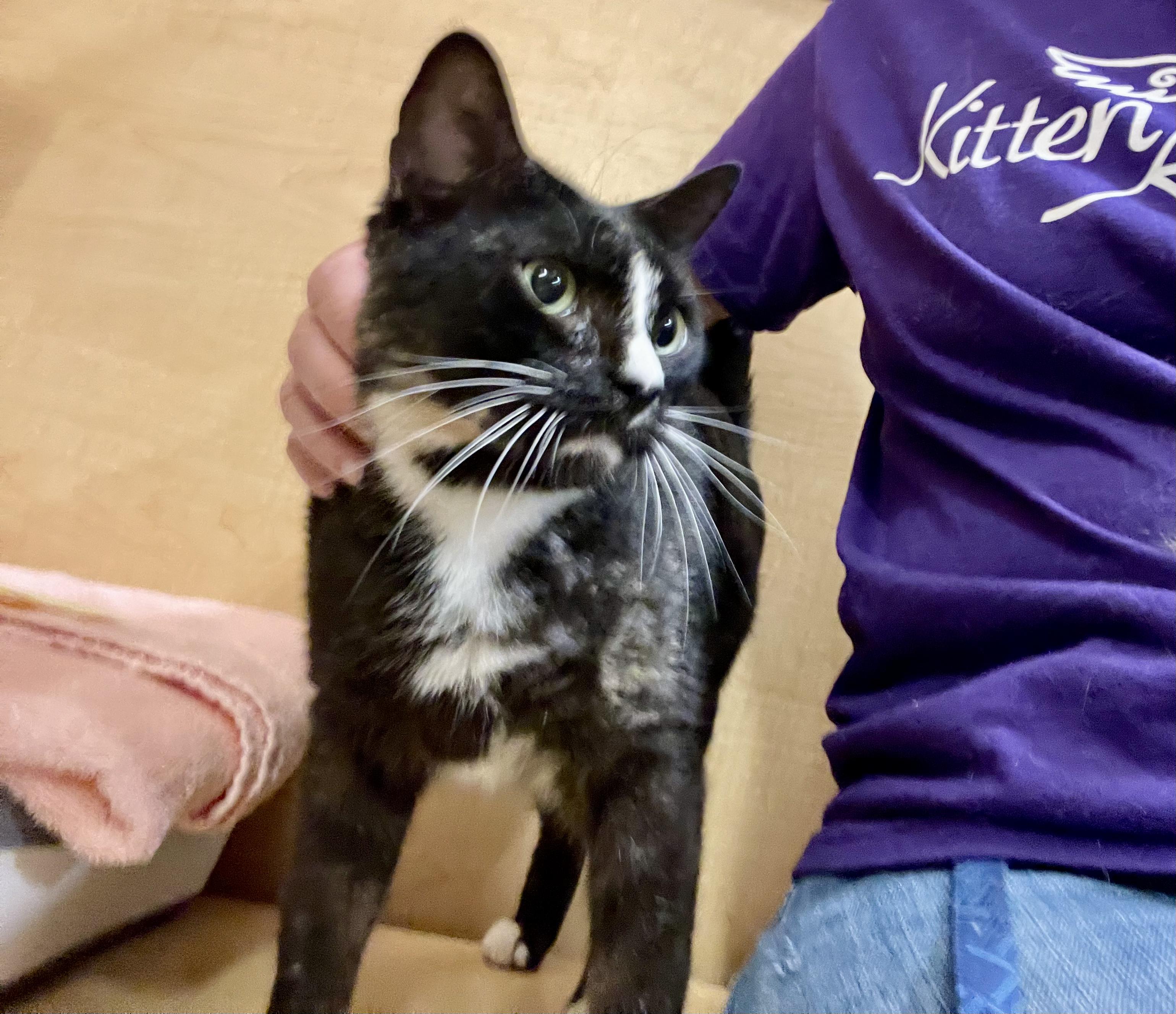 Enlarge Venezia, a ADOPTABLE mixed breed in Glenmont, NY image 6/6