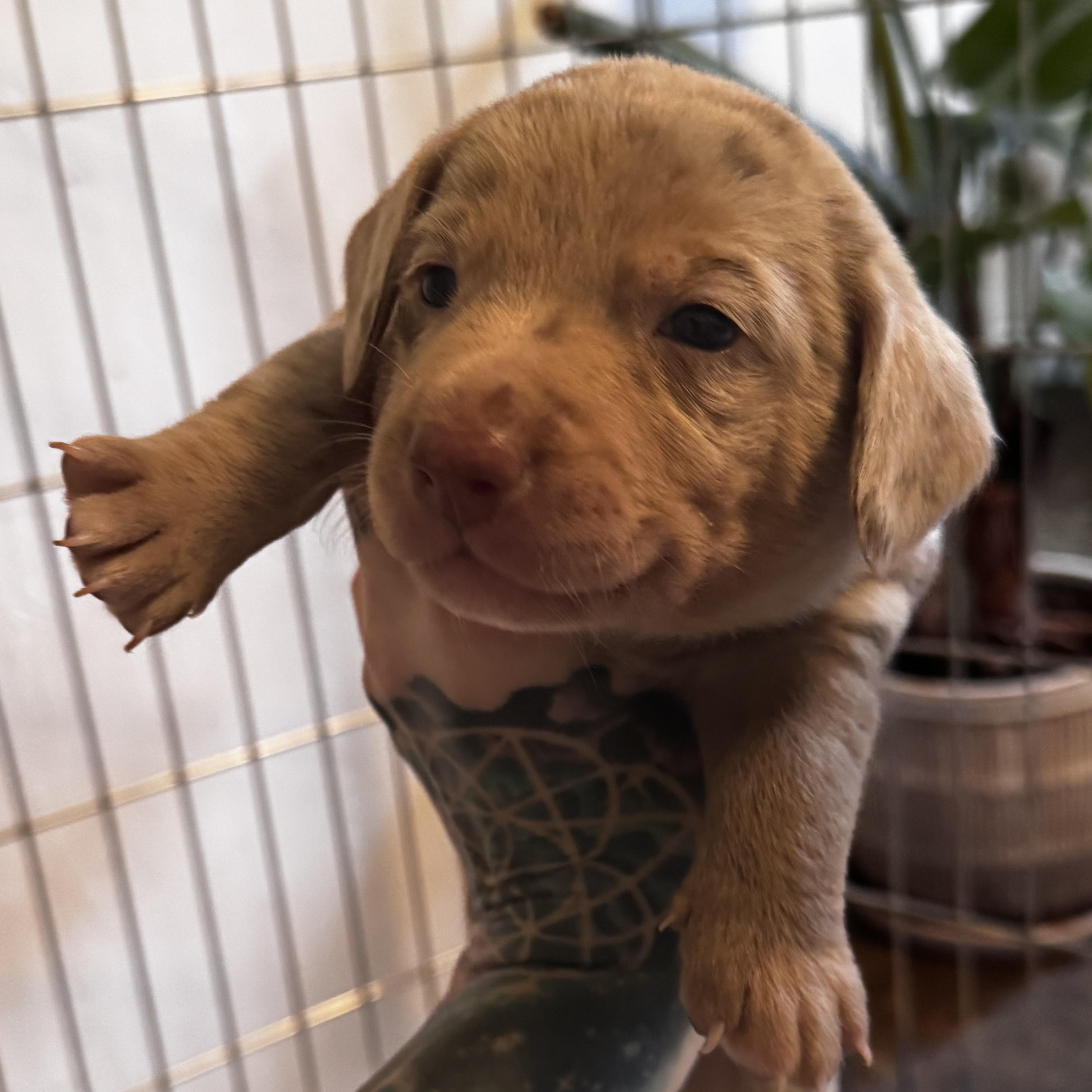 Rose, Adoptable, Puppy Female Pit Bull Terrier & Chihuahua.