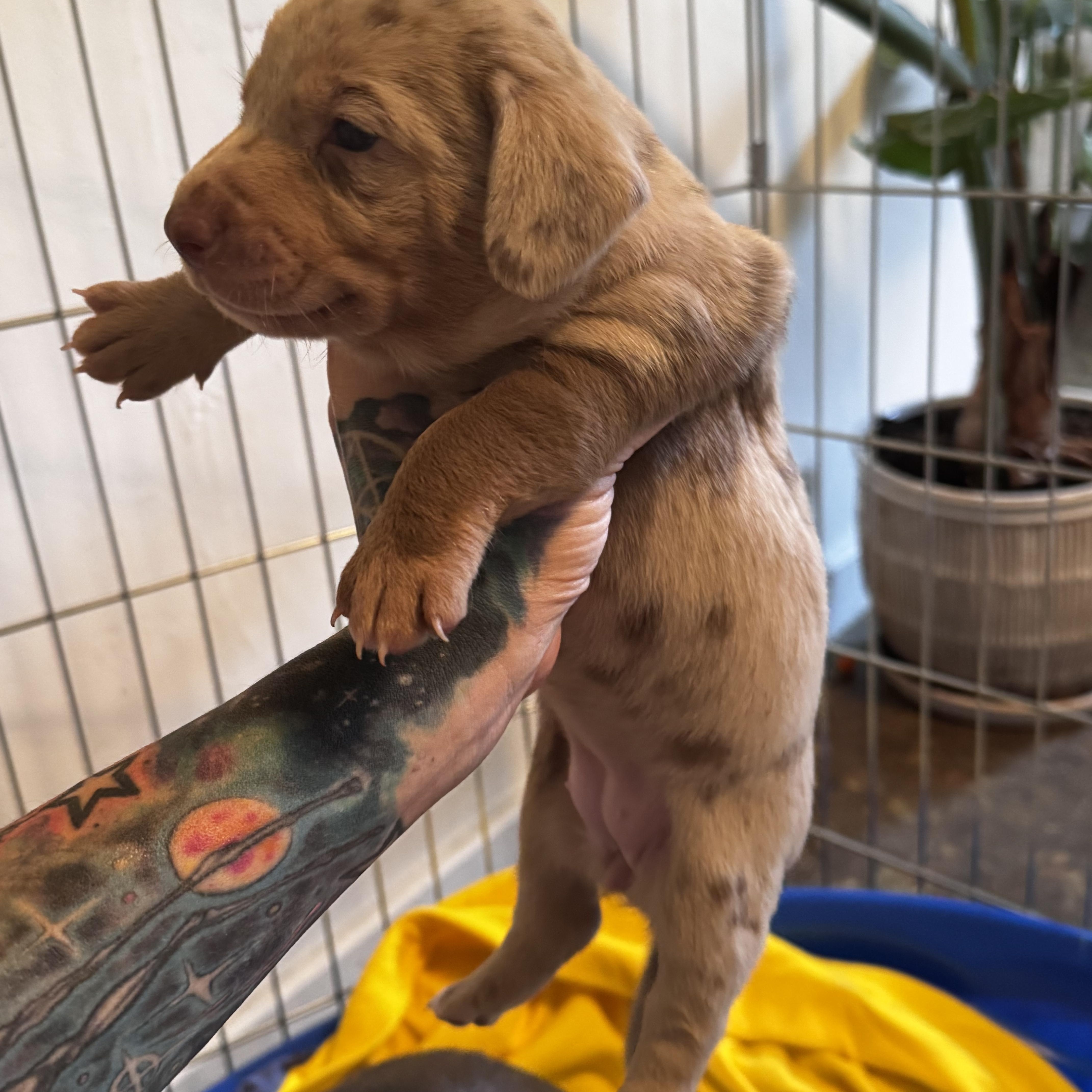Enlarge Rose, a Adoptable mixed breed in Arcata , CA image 2/3