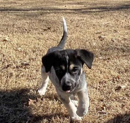 Taylor 50948, ADOPTABLE, Puppy Female Mixed Breed.