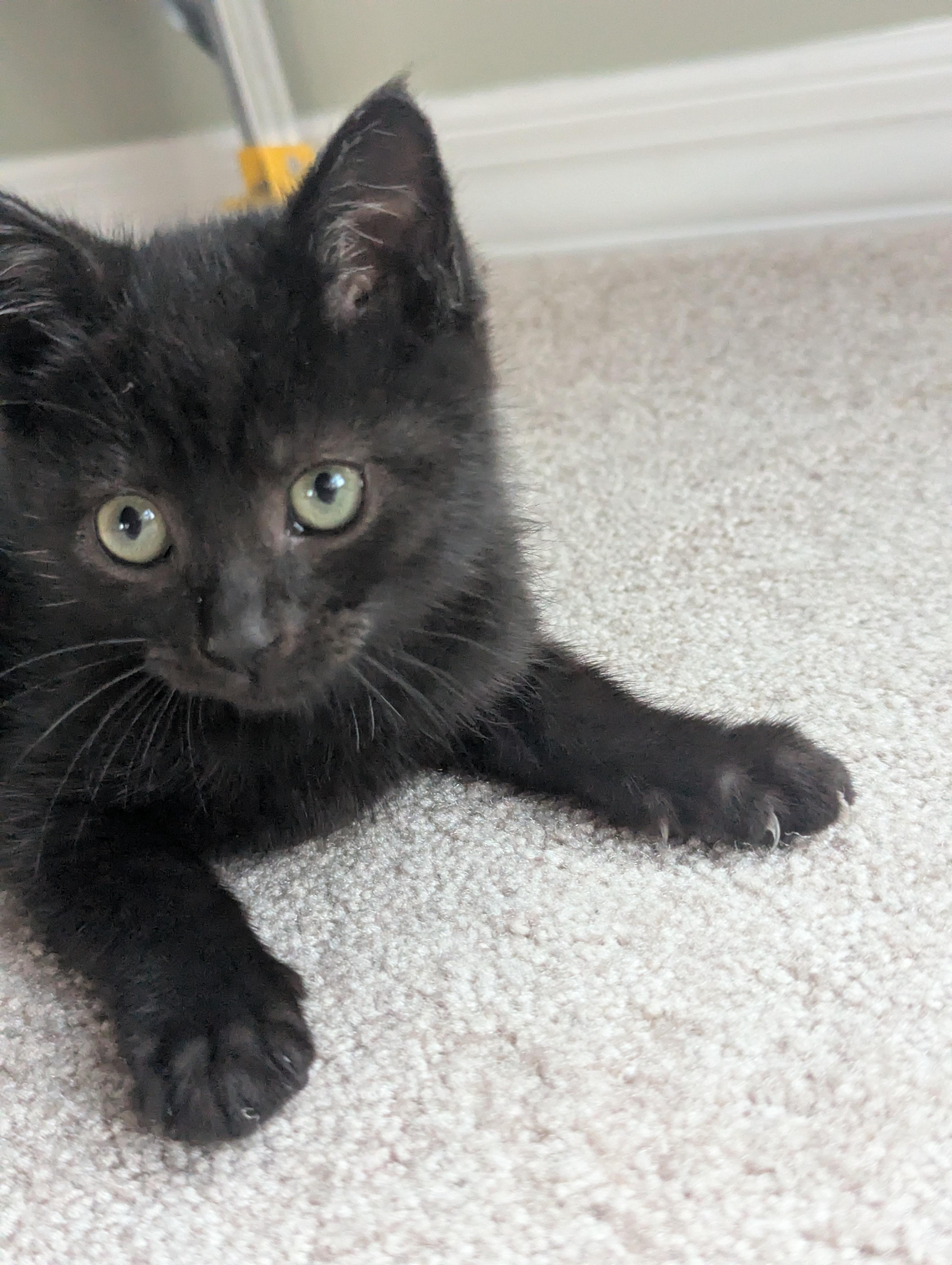 Ember Everlasting, a Adoptable Domestic Short Hair in Hendersonville, NC image 2/3