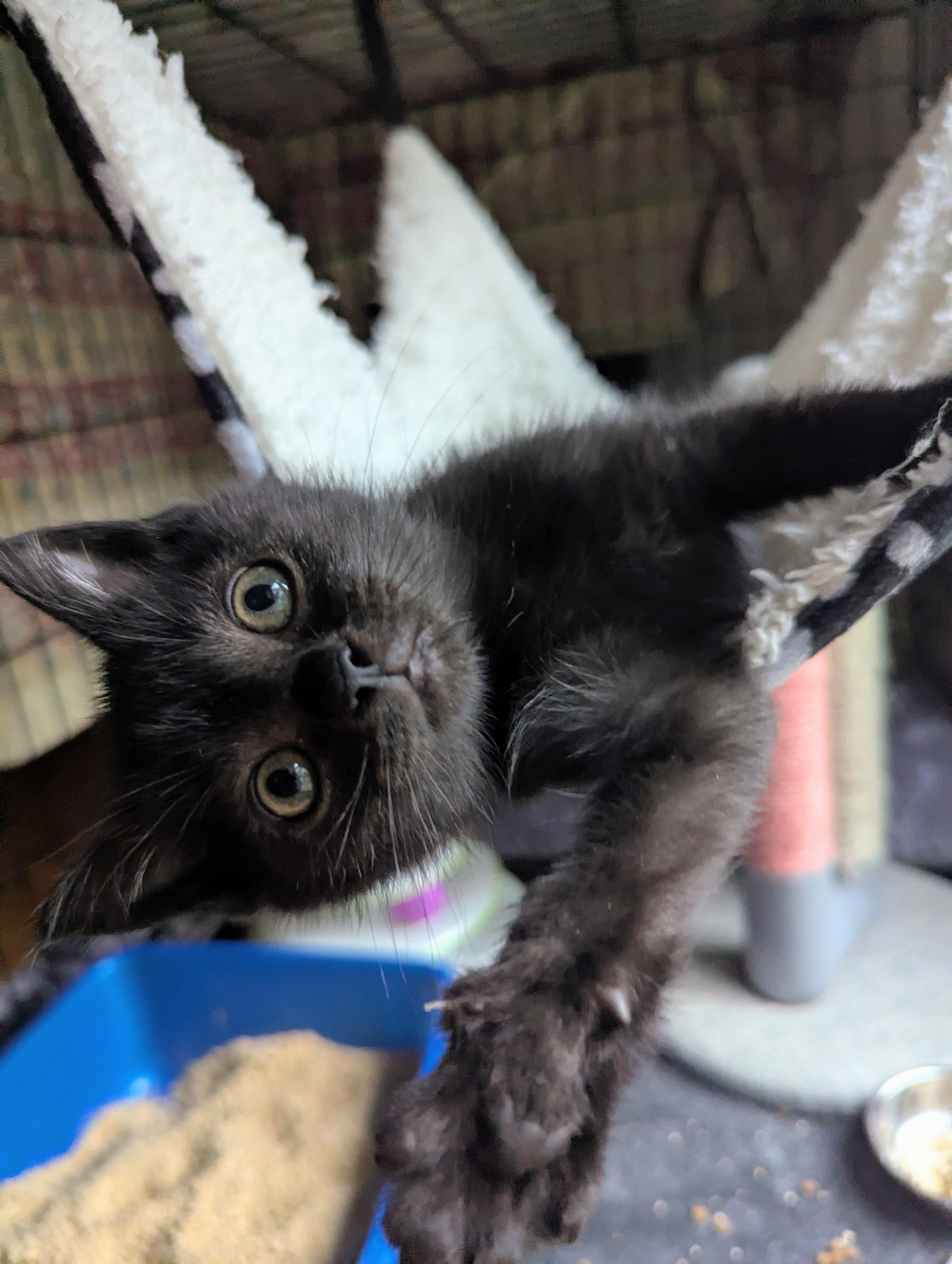 Ember Everlasting, a Adoptable Domestic Short Hair in Hendersonville, NC image 1/3