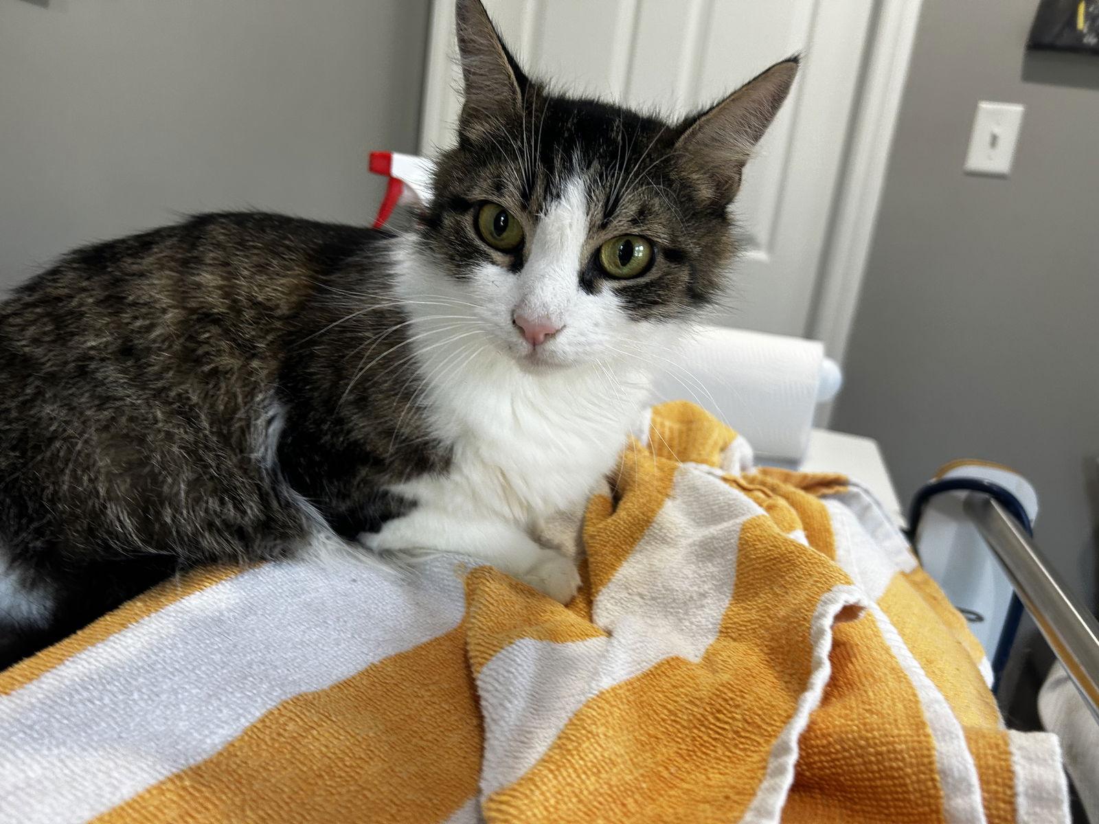 Janice, a Adoptable mixed breed in Absecon, NJ image 1/3