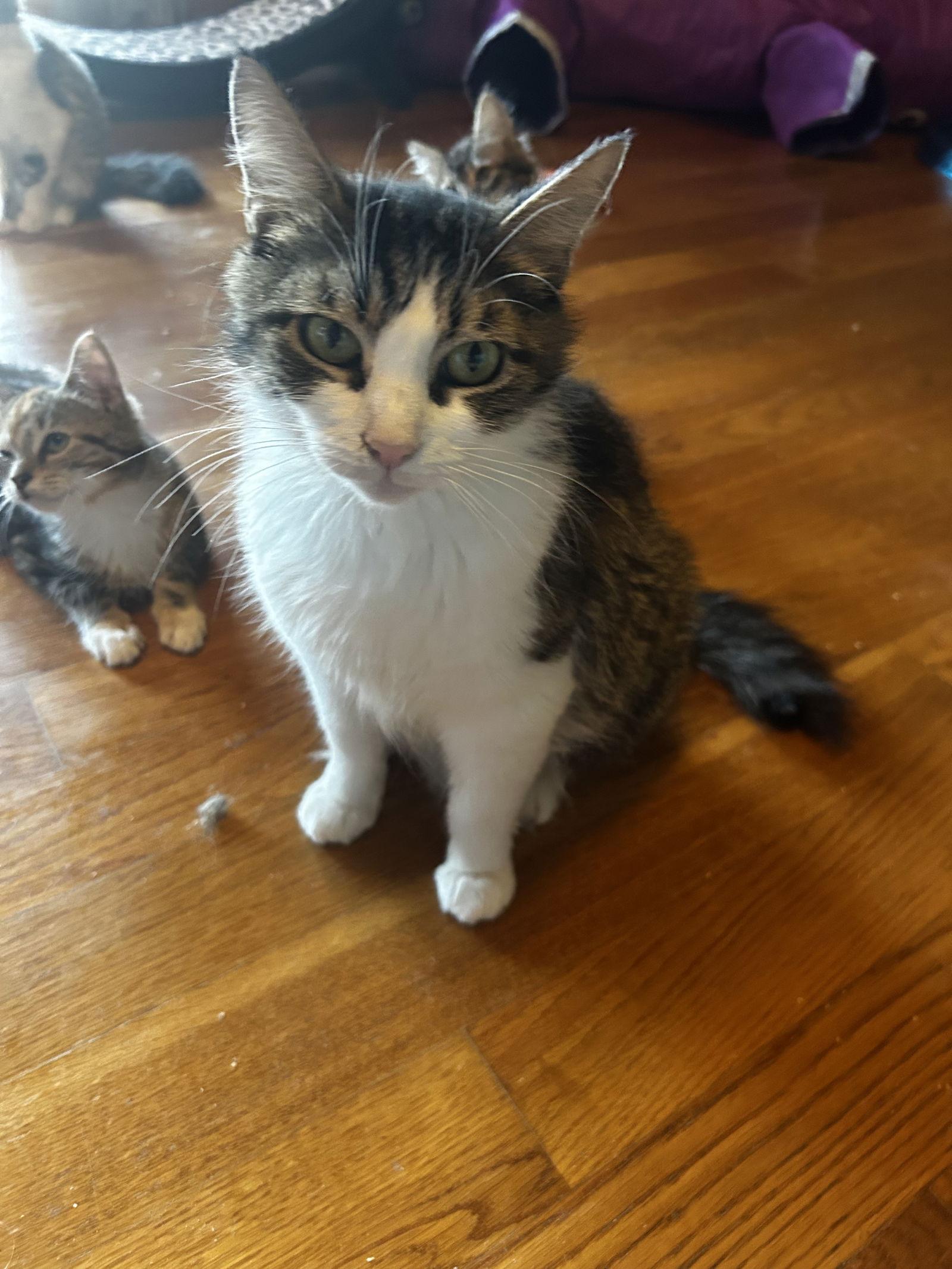 Janice, a Adoptable mixed breed in Absecon, NJ image 2/3