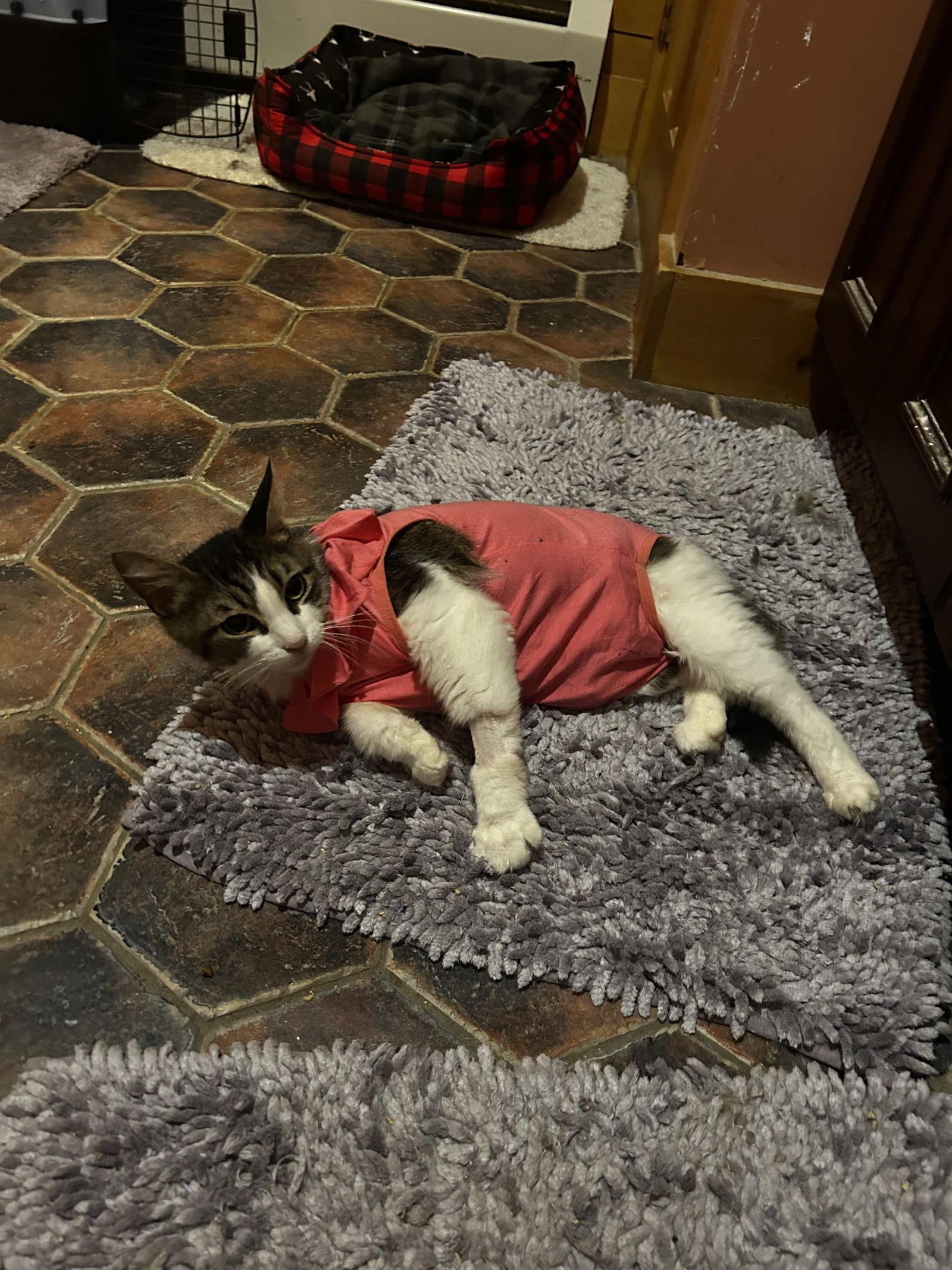 Janice, a Adoptable mixed breed in Absecon, NJ image 3/3