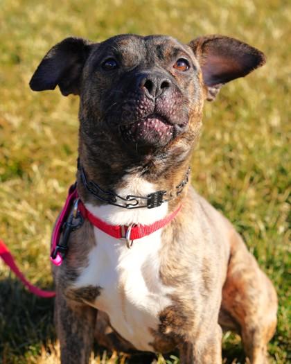 Enlarge Buster, a Adoptable mixed breed in Pequot Lakes, MN image 1/3
