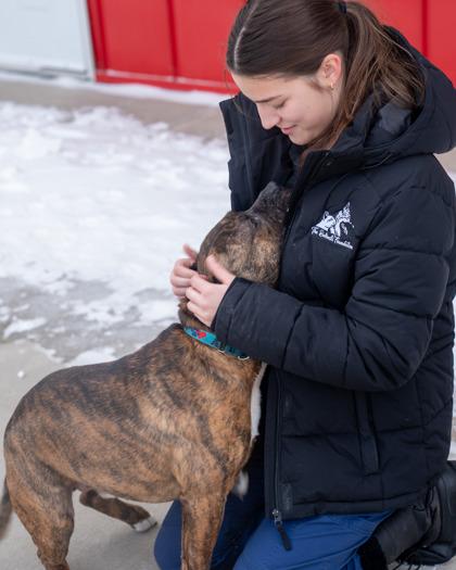Buster, Adoptable, Adult Male American Bulldog & Mixed Breed.