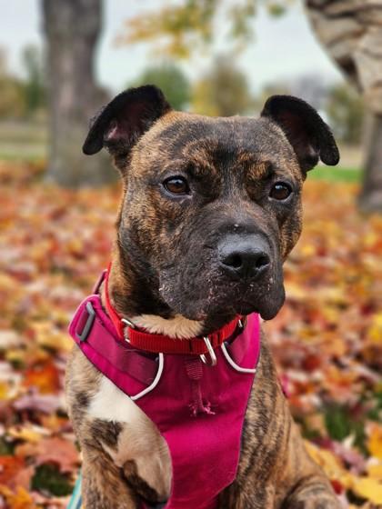 Buster, Adoptable, Adult Male American Bulldog & Mixed Breed.