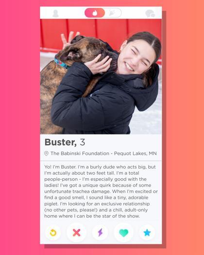 Buster, a Adoptable mixed breed in Pequot Lakes, MN image 3/3