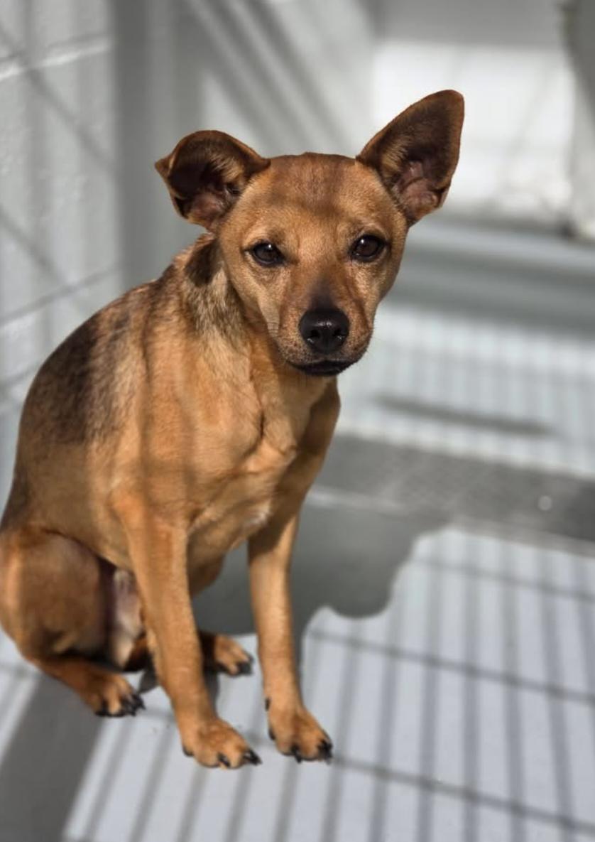 Enlarge S-petey, an adopted Chihuahua in Billings, MT image 1/1