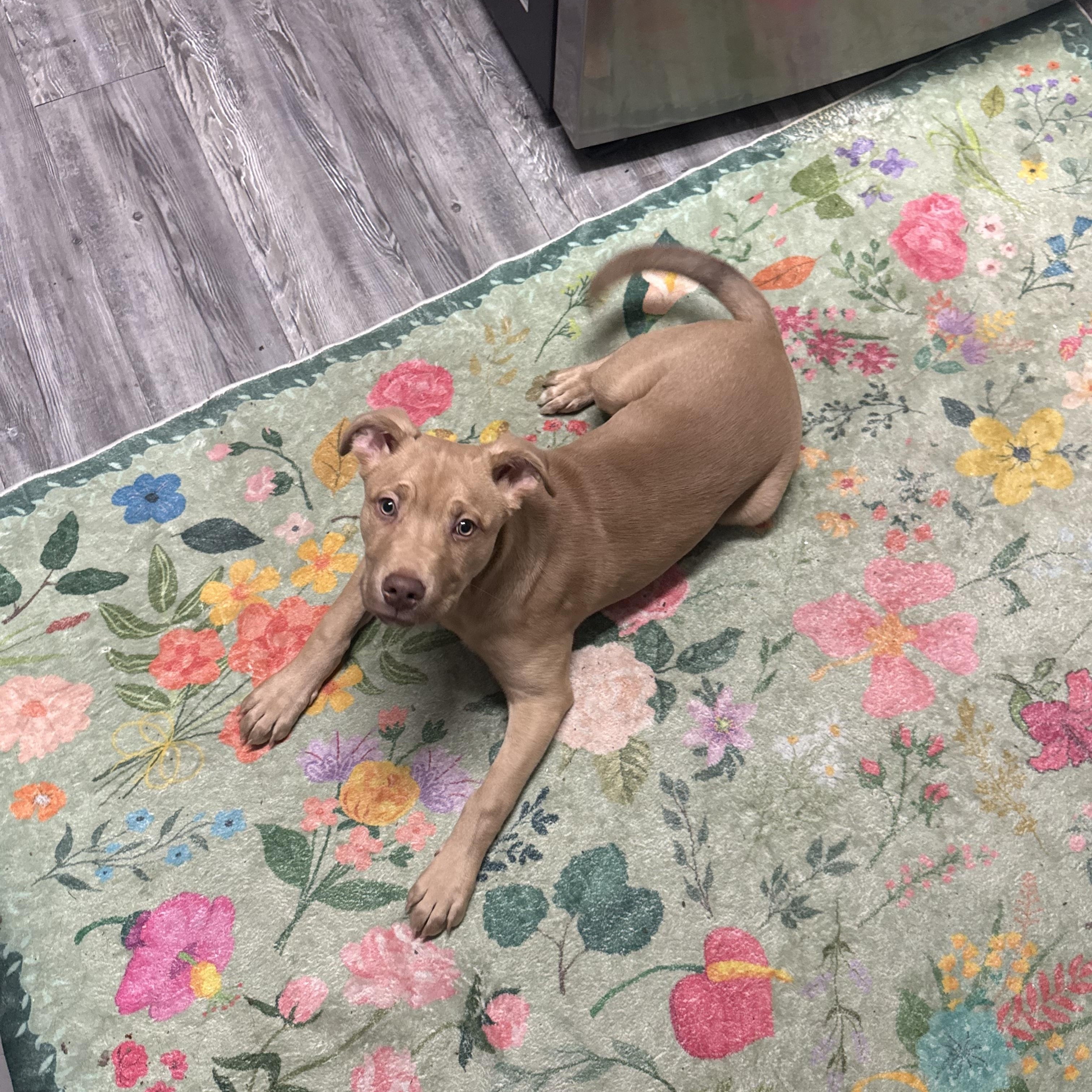 Enlarge Kaladin (aka Kal), a ADOPTABLE mixed breed in Choctaw, OK image 2/6