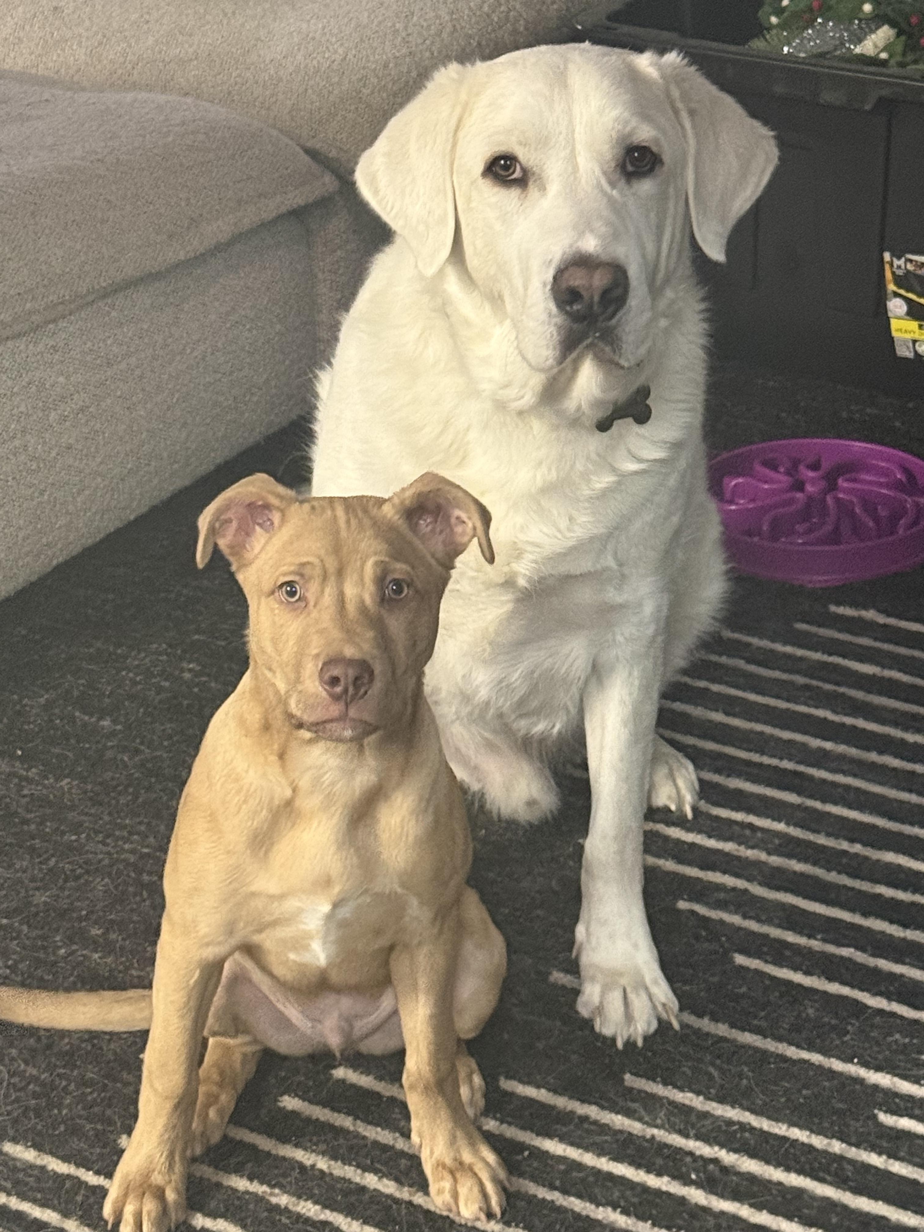 Kaladin (aka Kal), ADOPTABLE, Young Male Chesapeake Bay Retriever & Carolina Dog.