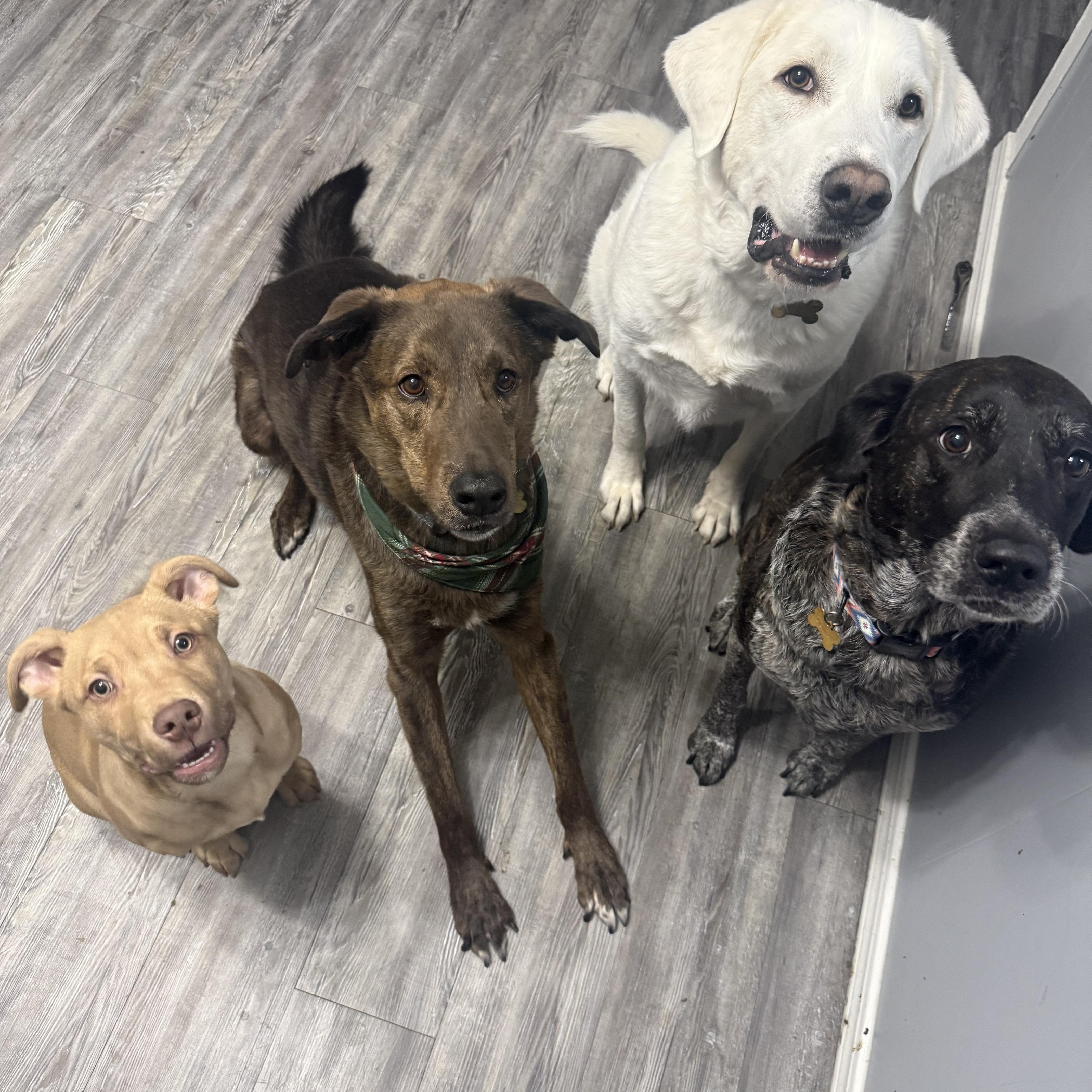 Enlarge Kaladin (aka Kal), a ADOPTABLE mixed breed in Choctaw, OK image 6/6