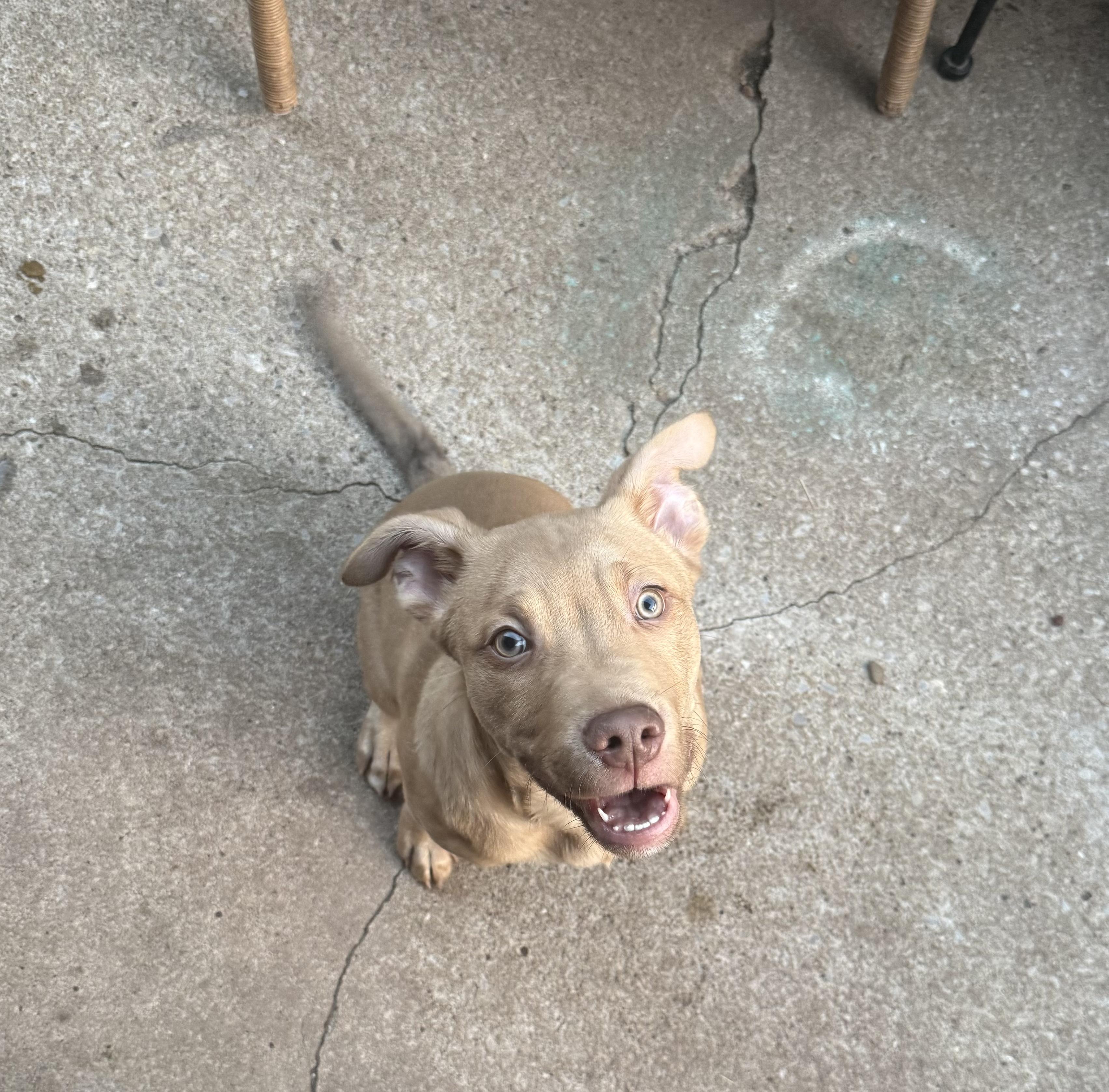 Enlarge Kaladin (aka Kal), a ADOPTABLE mixed breed in Choctaw, OK image 4/6