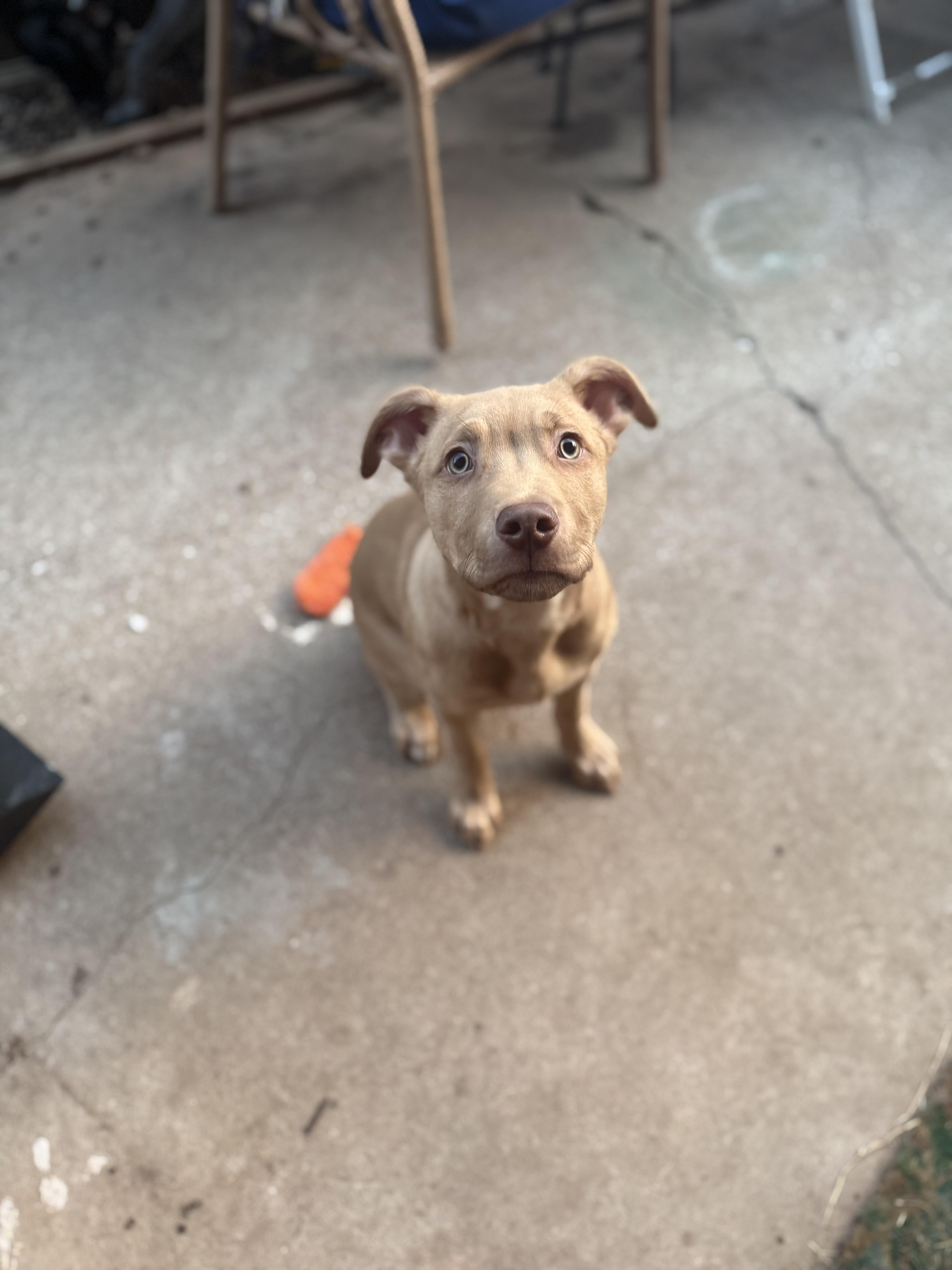 Enlarge Kaladin (aka Kal), a ADOPTABLE mixed breed in Choctaw, OK image 5/6