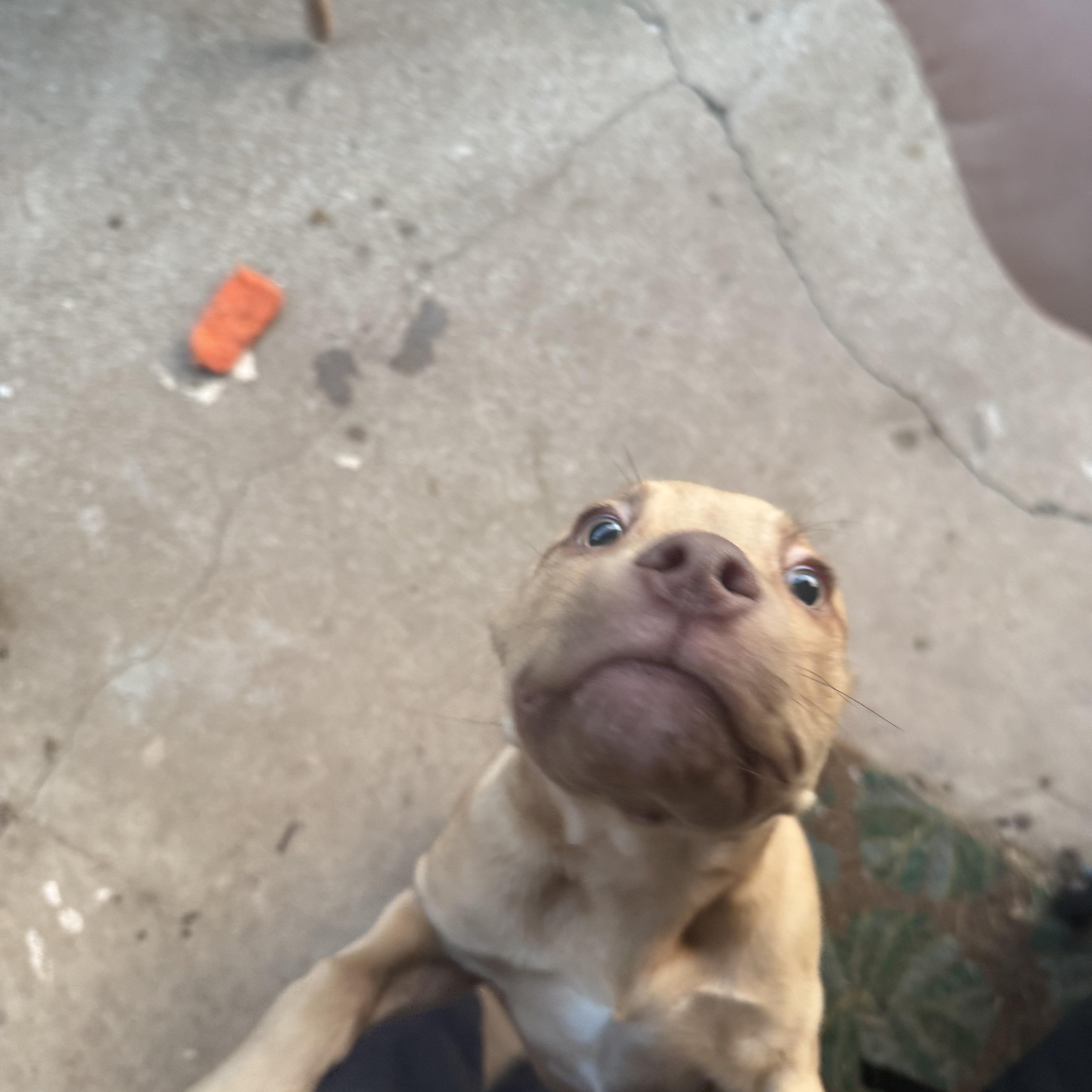 Enlarge Kaladin (aka Kal), a ADOPTABLE mixed breed in Choctaw, OK image 3/6