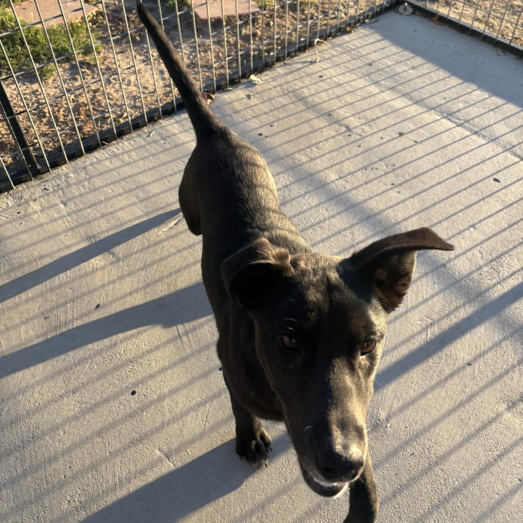 Peanut, Adoptable, Young Male Pit Bull Terrier & Mixed Breed.