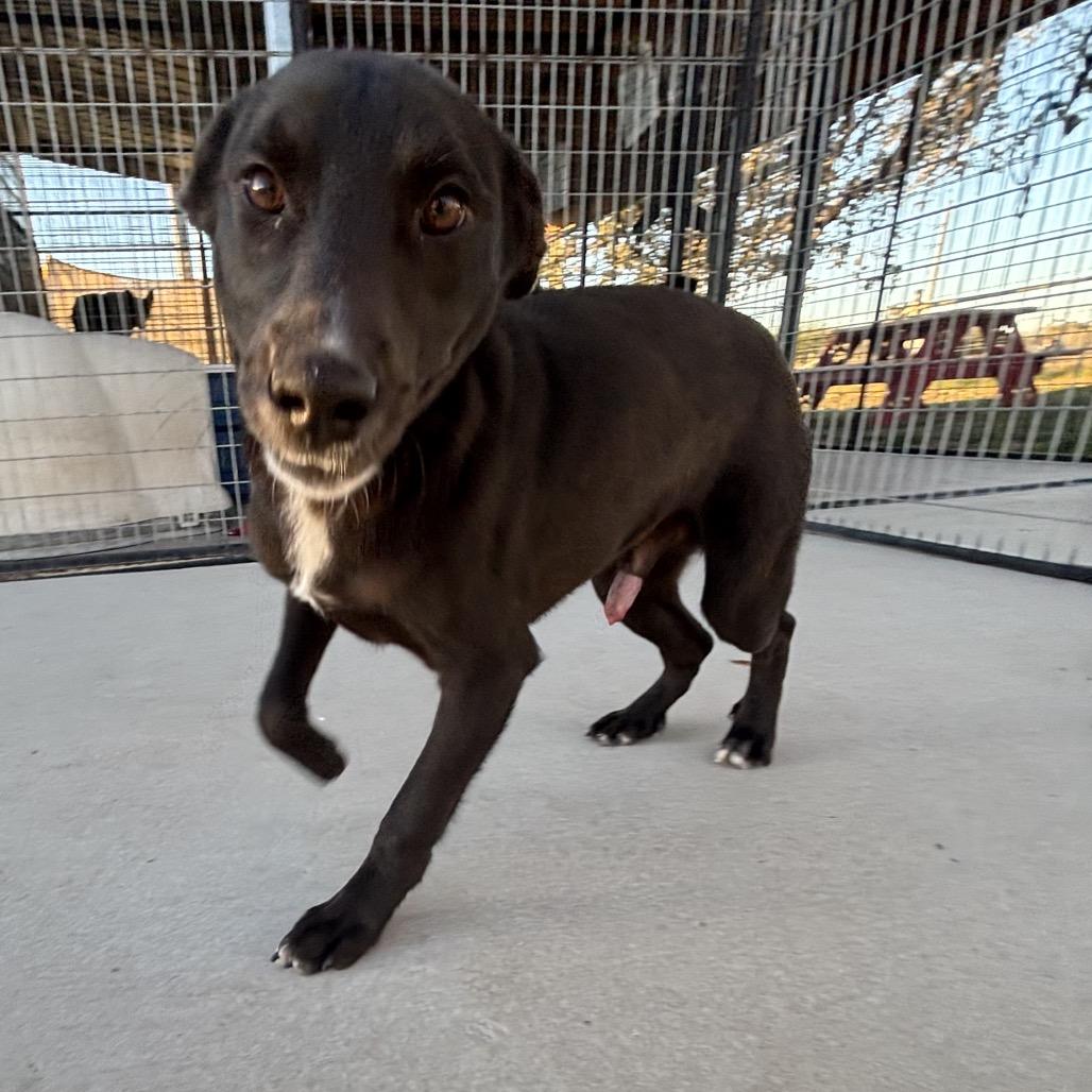 Enlarge Peanut, a Adoptable mixed breed in Floresville, TX image 2/6