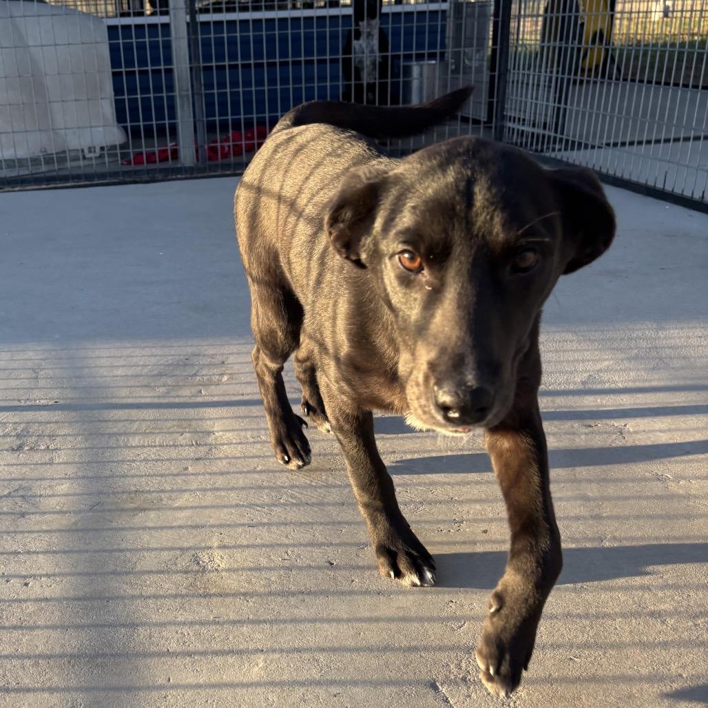 Enlarge Peanut, a Adoptable mixed breed in Floresville, TX image 3/6