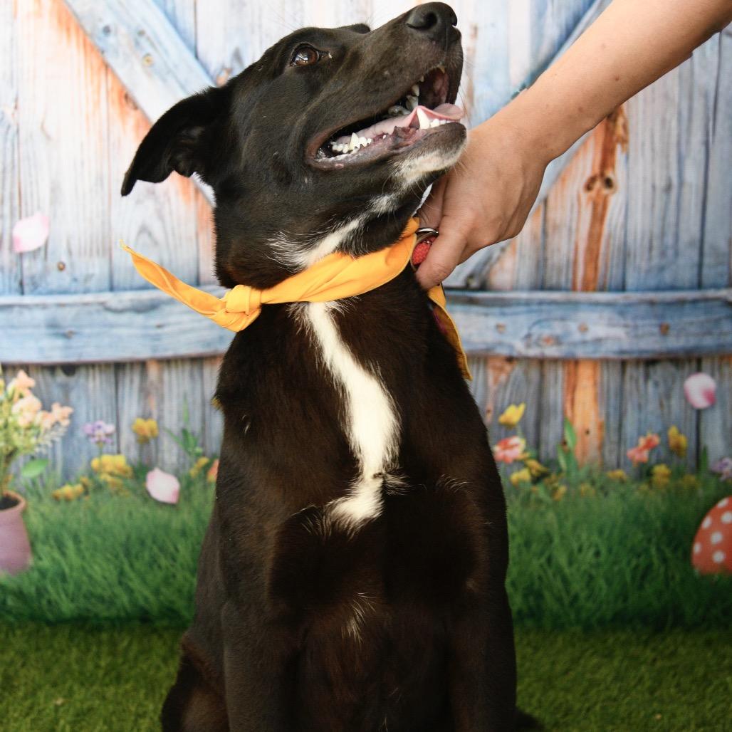 Enlarge Peanut, a Adoptable mixed breed in Floresville, TX image 4/6