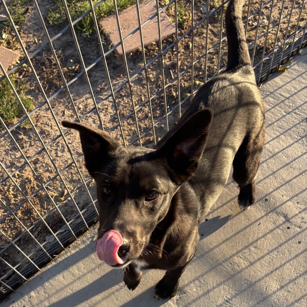 Enlarge Peanut, a Adoptable mixed breed in Floresville, TX image 5/6