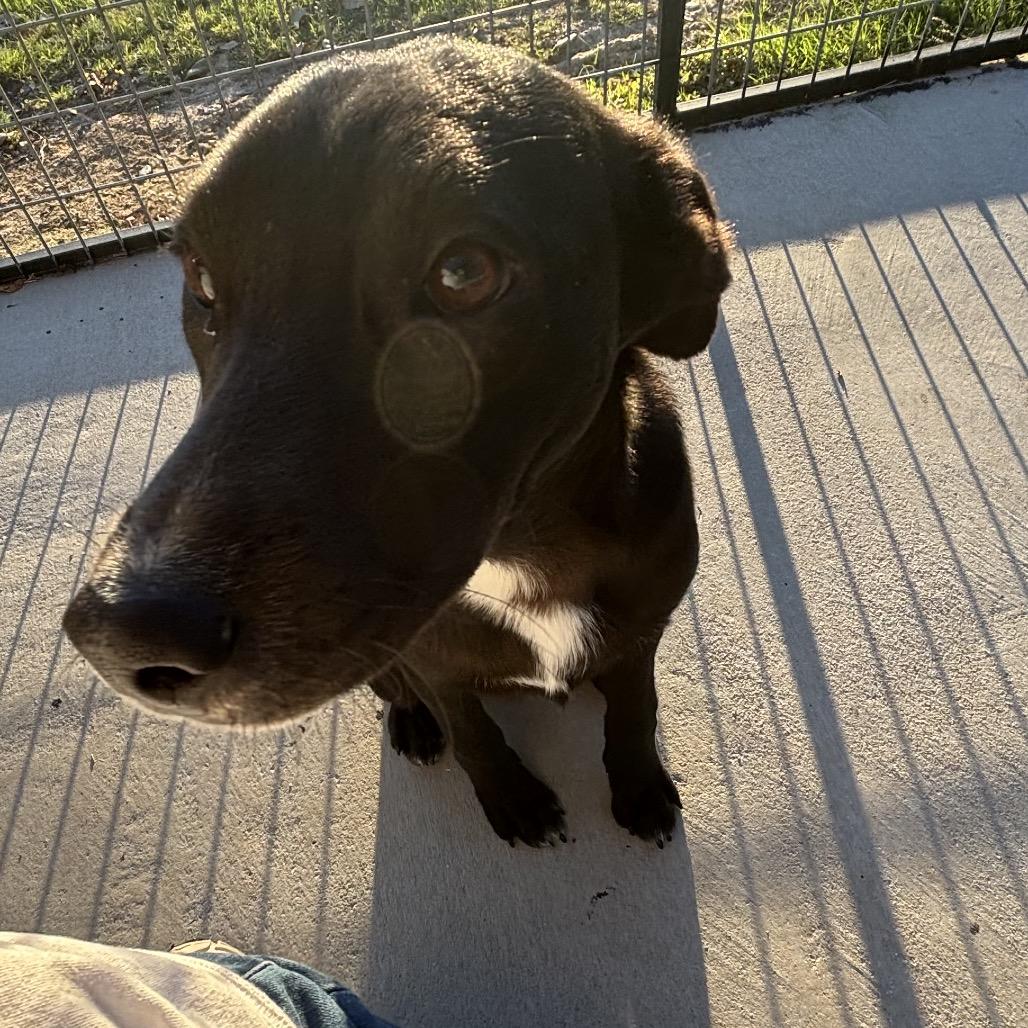 Enlarge Peanut, a Adoptable mixed breed in Floresville, TX image 6/6