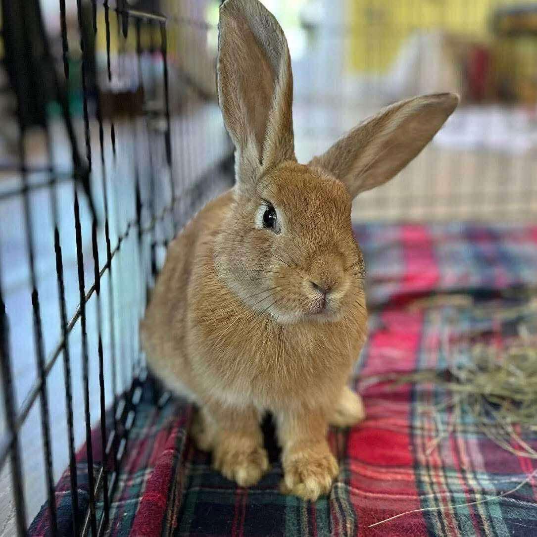 Enlarge Cashew *bonded to Lupe, a Adoptable mixed breed in Norway, ME image 2/6