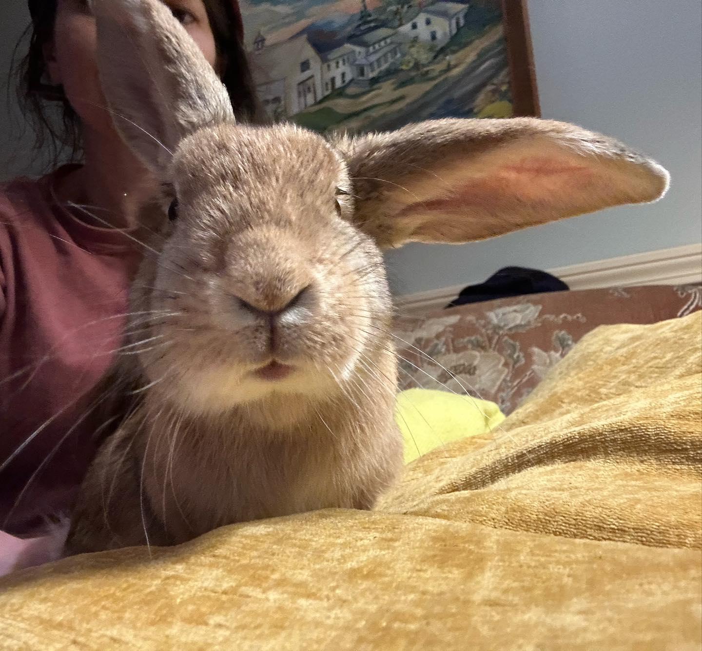 Enlarge Cashew *bonded to Lupe, a Adoptable mixed breed in Norway, ME image 4/6