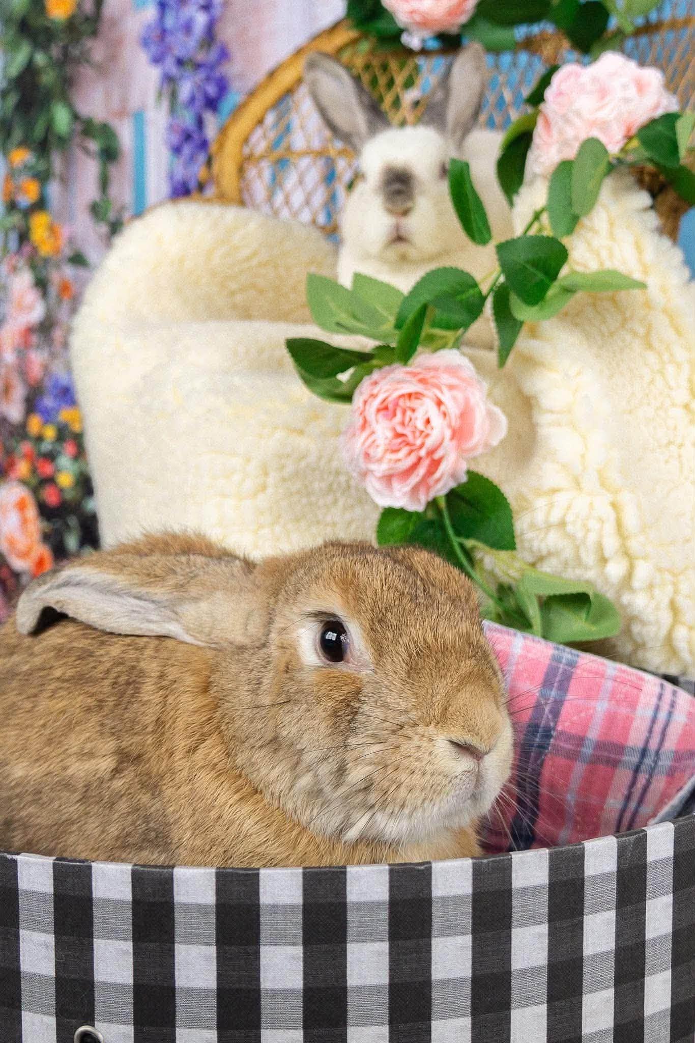Cashew *bonded to Lupe, Adoptable, Adult Male Bunny Rabbit.