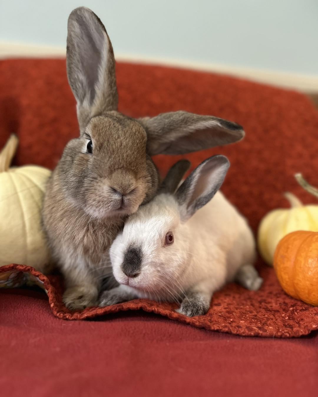 Cashew *bonded to Lupe, Adoptable, Adult Male Bunny Rabbit.