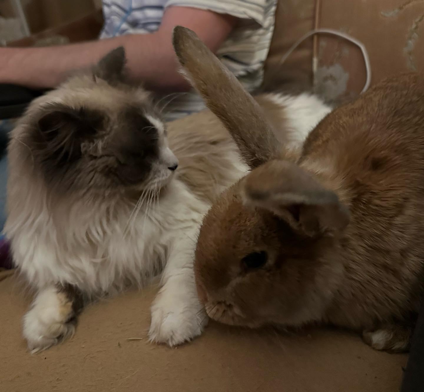 Enlarge Cashew *bonded to Lupe, a Adoptable mixed breed in Norway, ME image 5/6